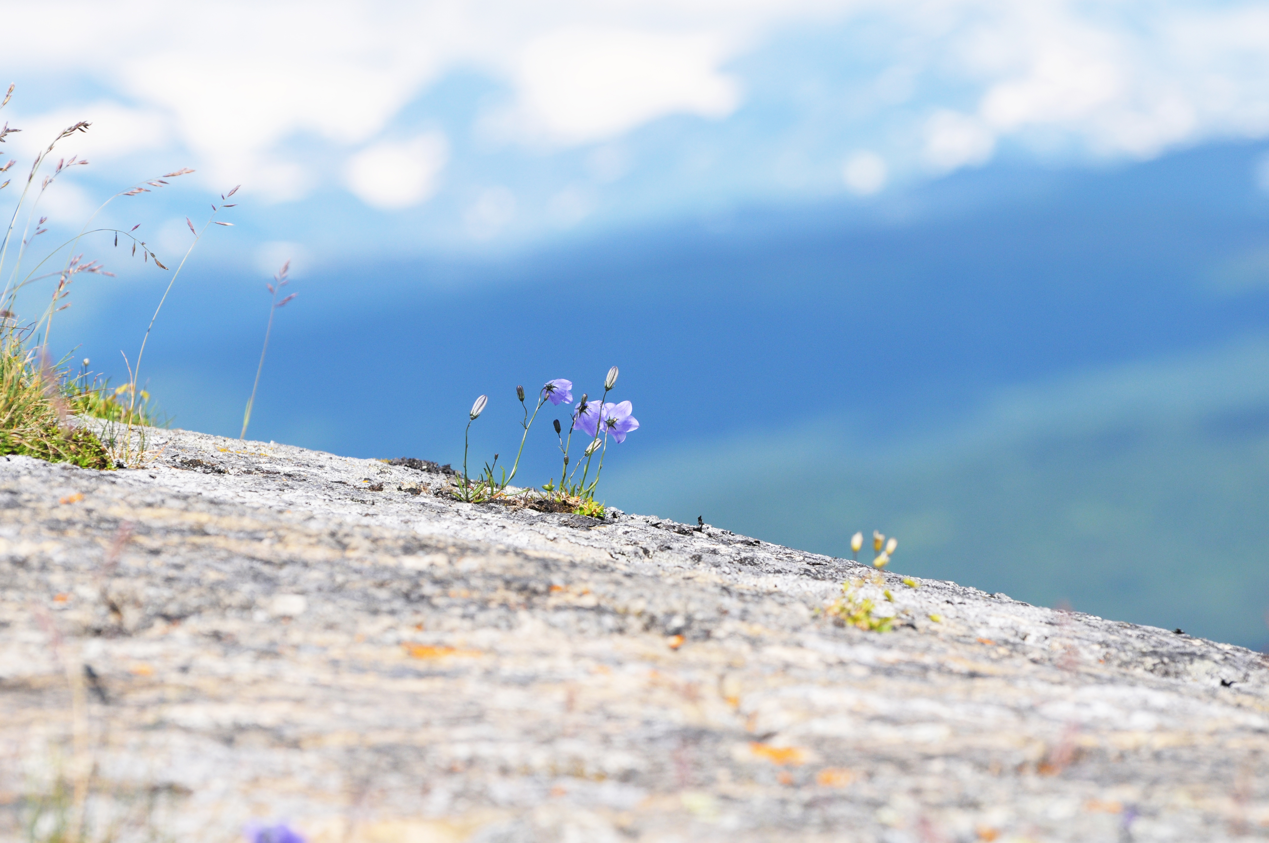 Några blåklockor växer på en klippa.