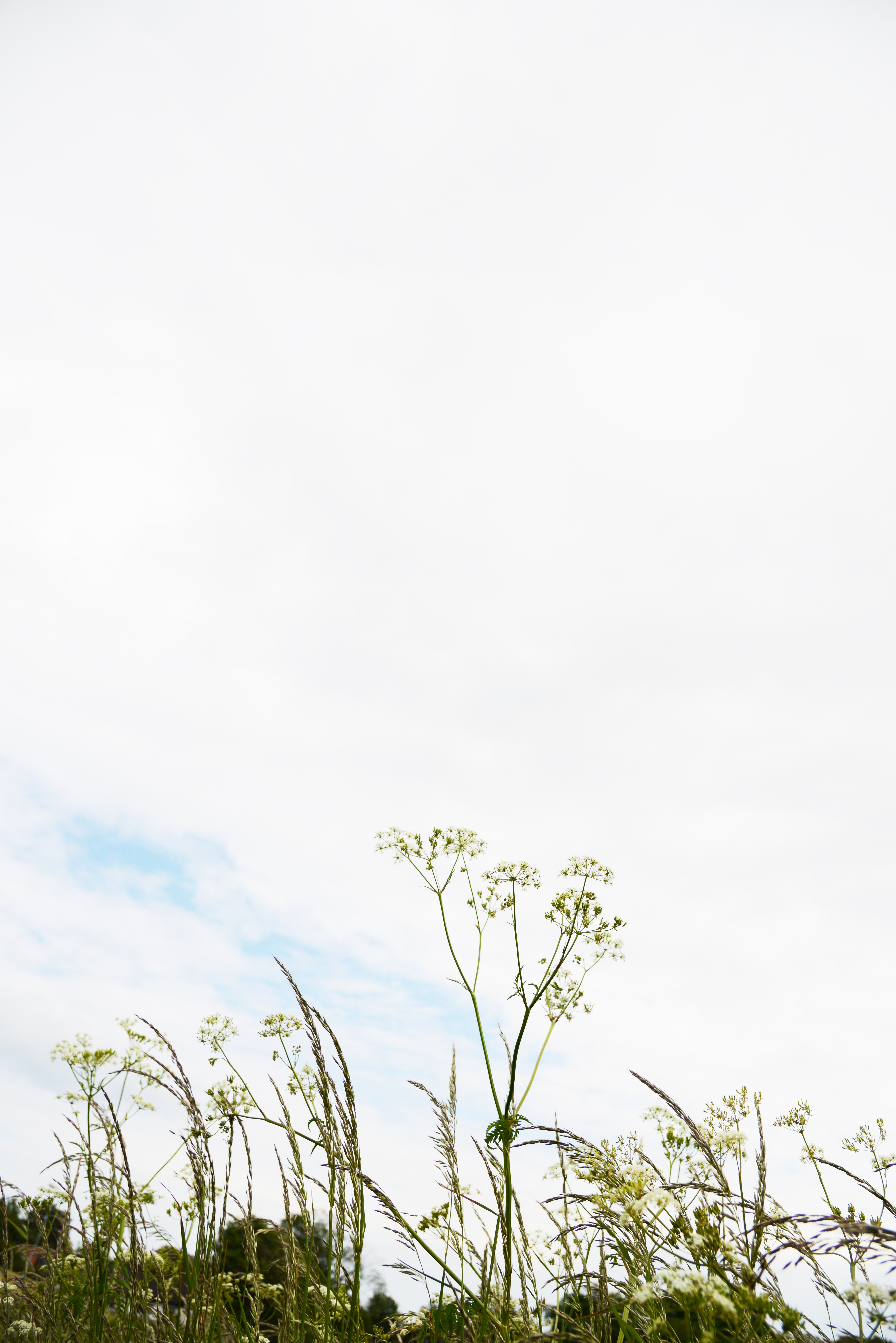 Blommor och gräs på en äng under molnig himmel.