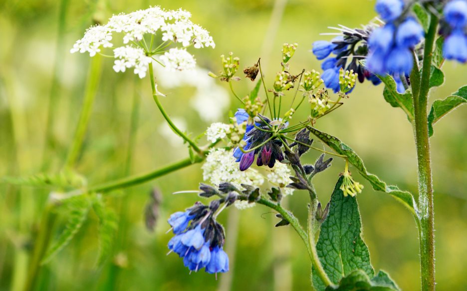 Närbild på vita och blåa blommor på en äng.