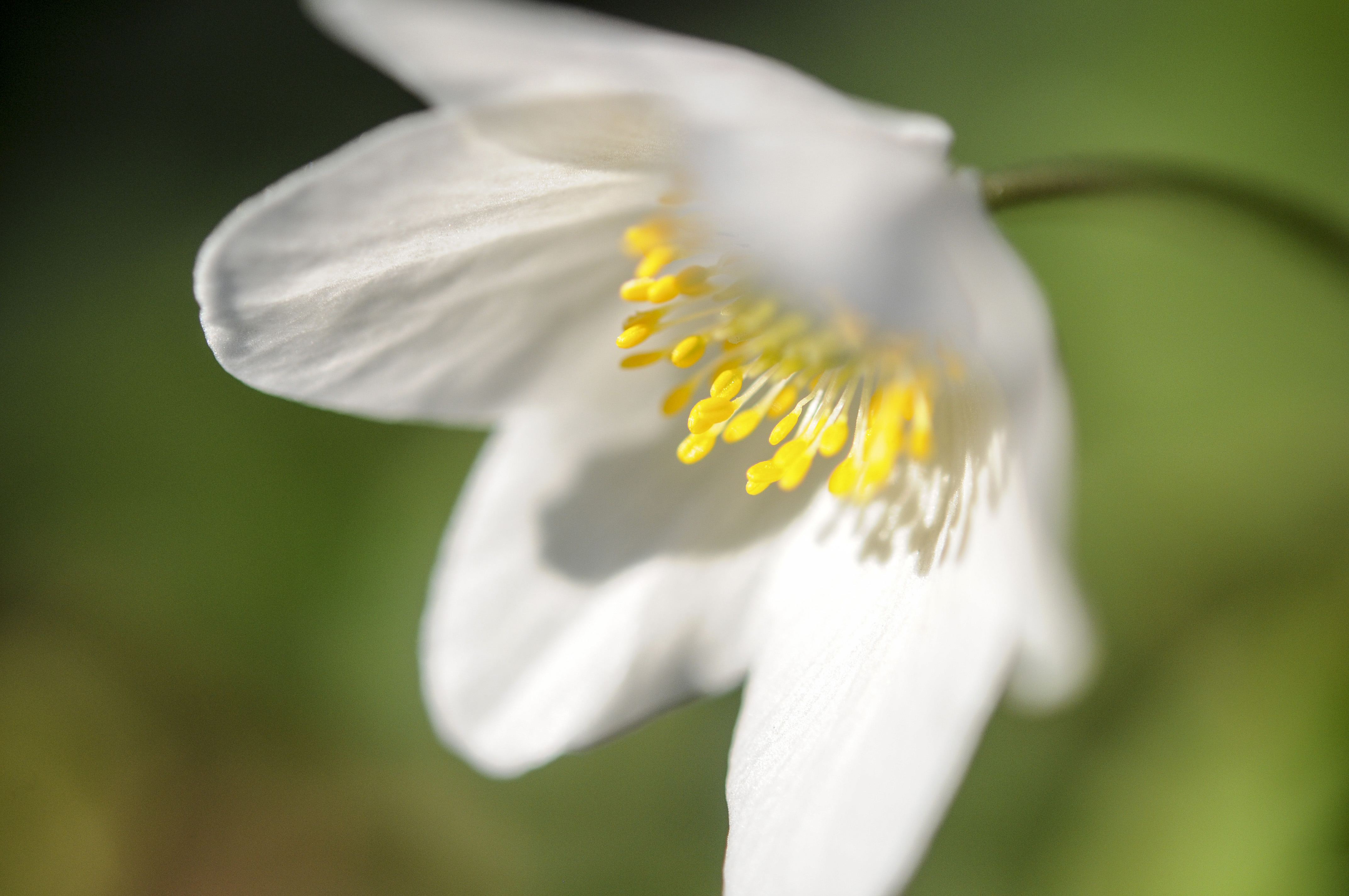 Närbild på en vitsippa.