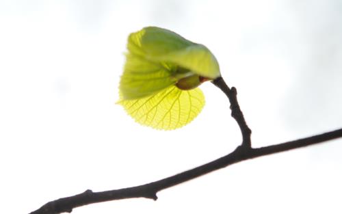 Närbild på ett nyutsprunget grönt blad på en kvist.