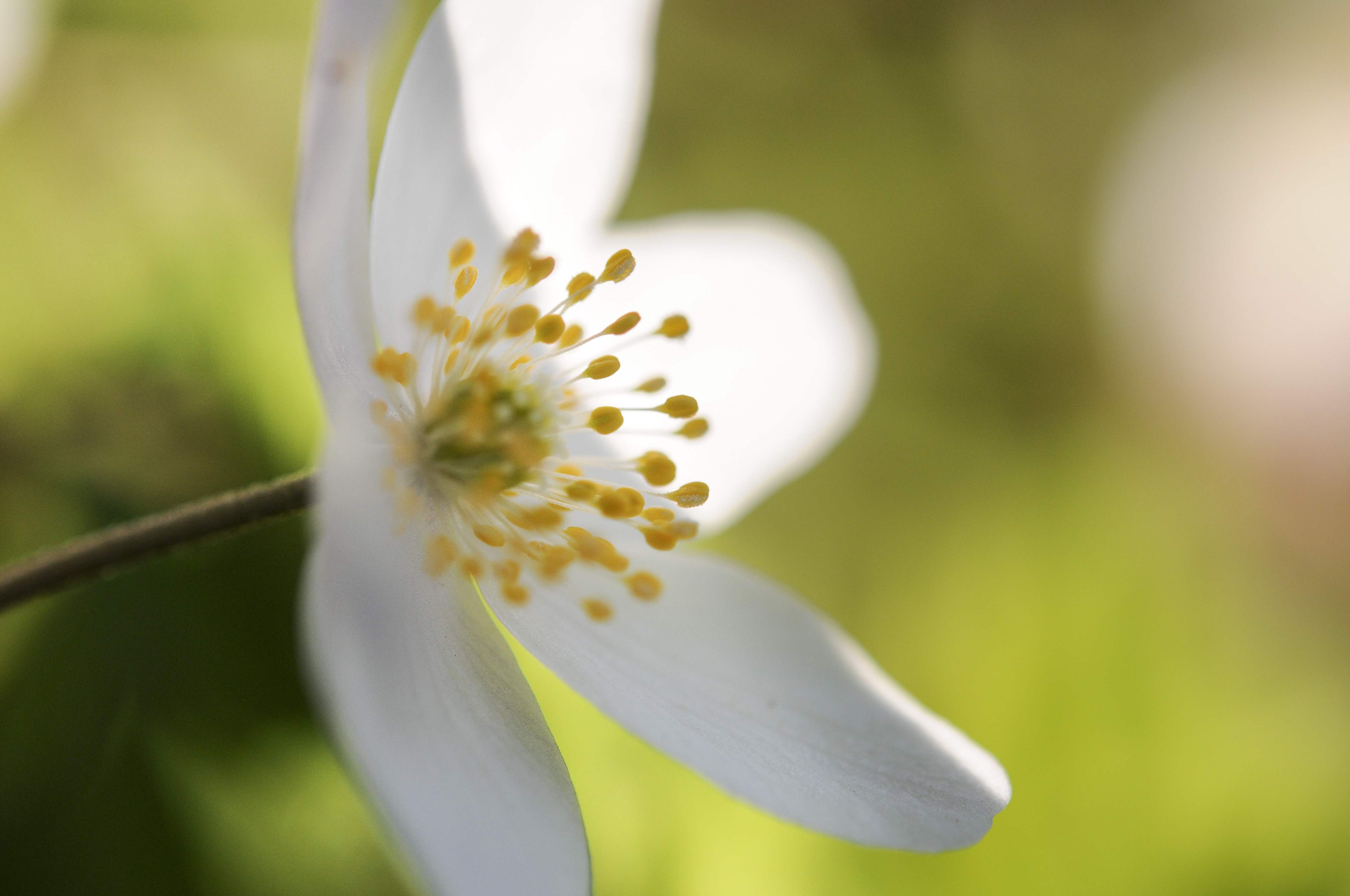 Närbild på en vitsippa.