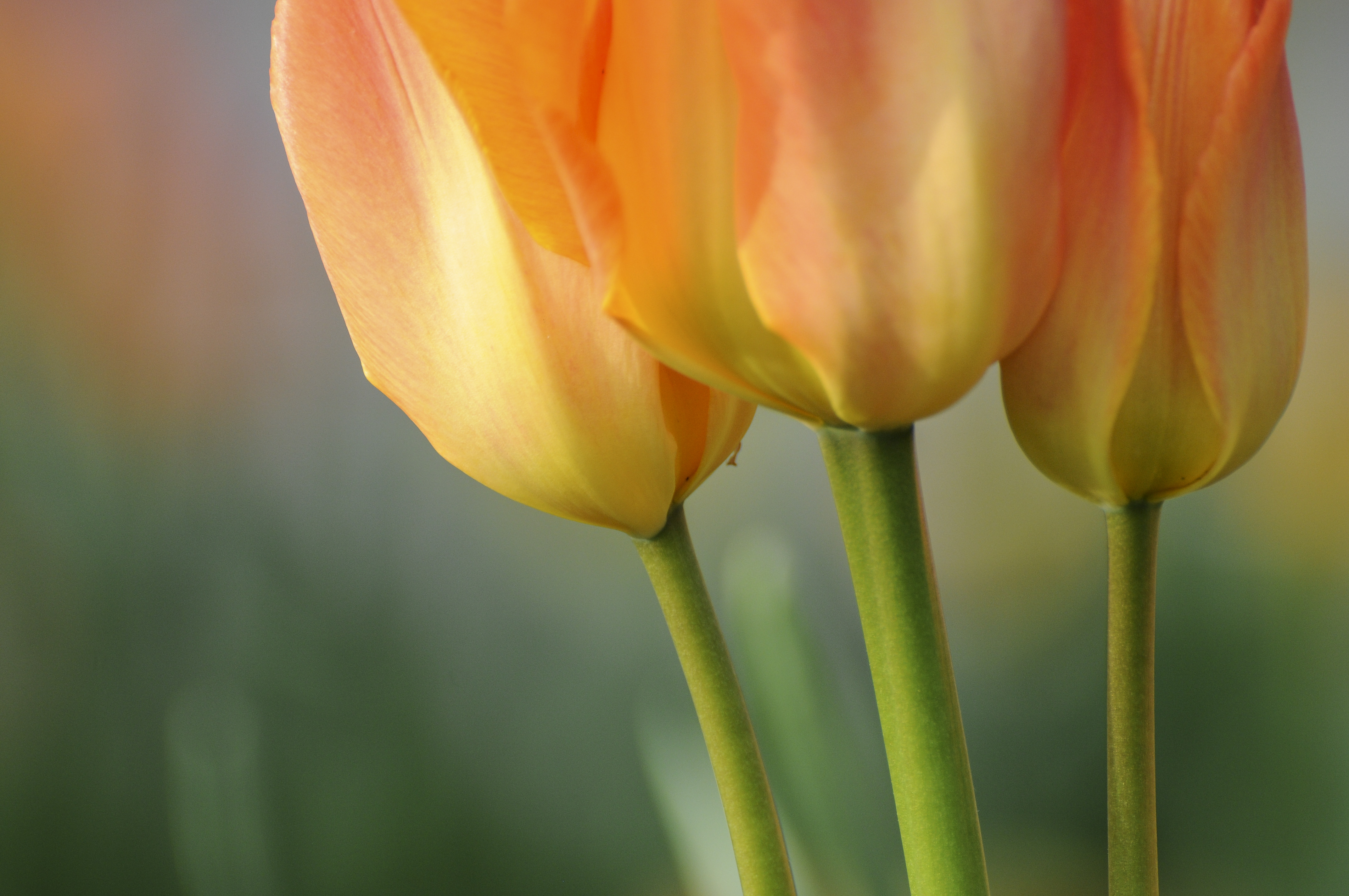 Närbild på gula och brandgula tulpaner.