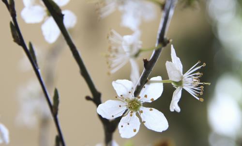 Äppelblommor