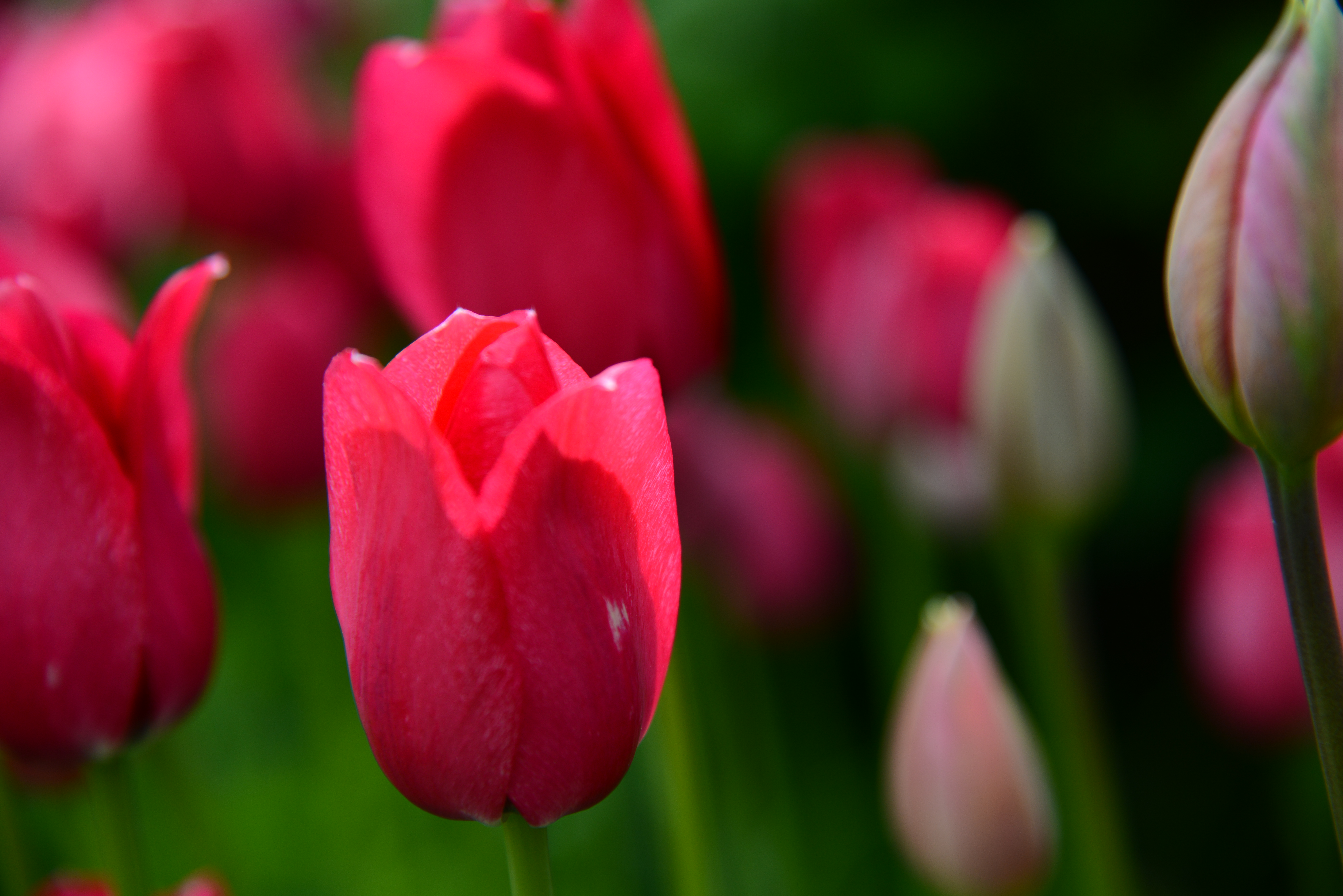 Närbild på röda tulpaner.