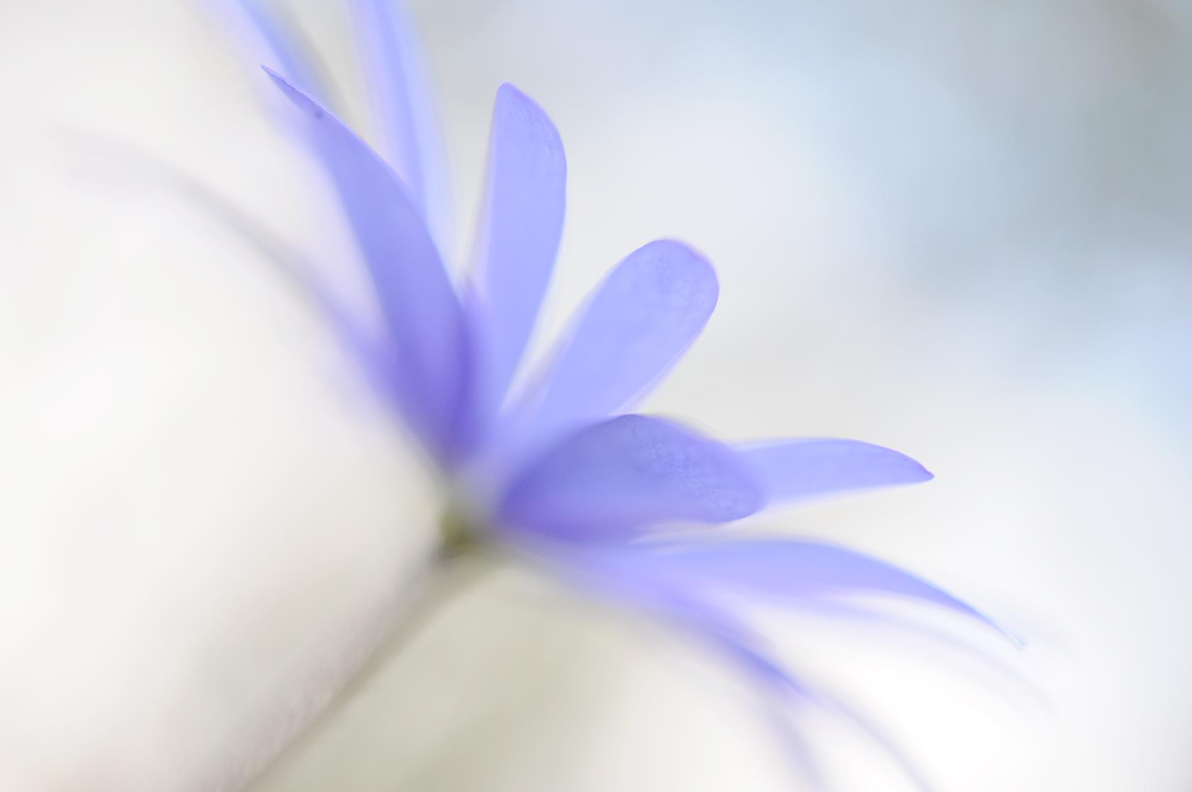 En suddig närbild på en blålila blomma.