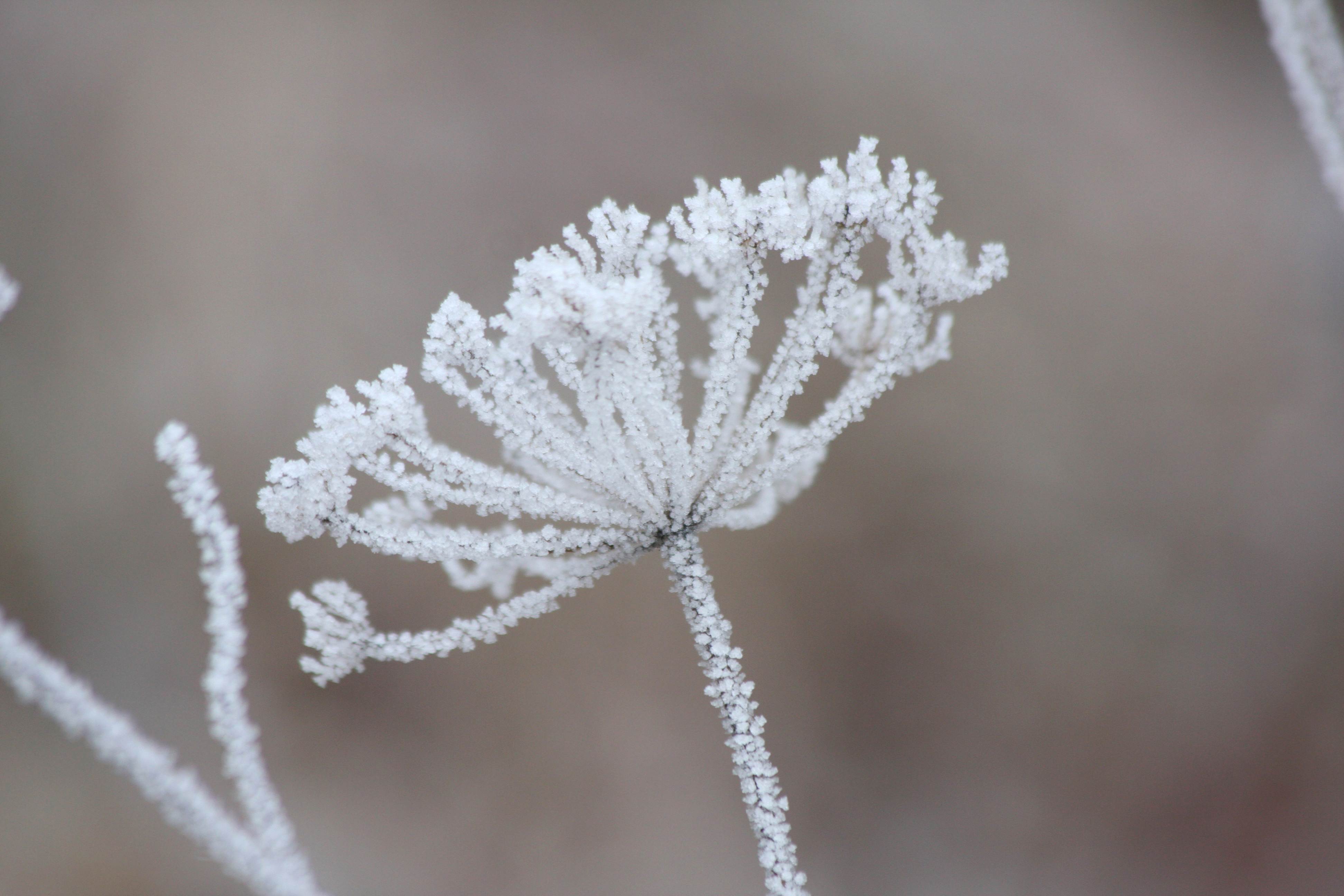 Närbild på en frostig växt.
