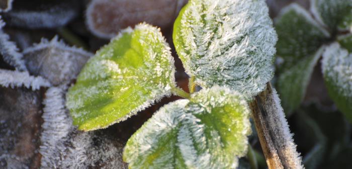 Frostiga löv.