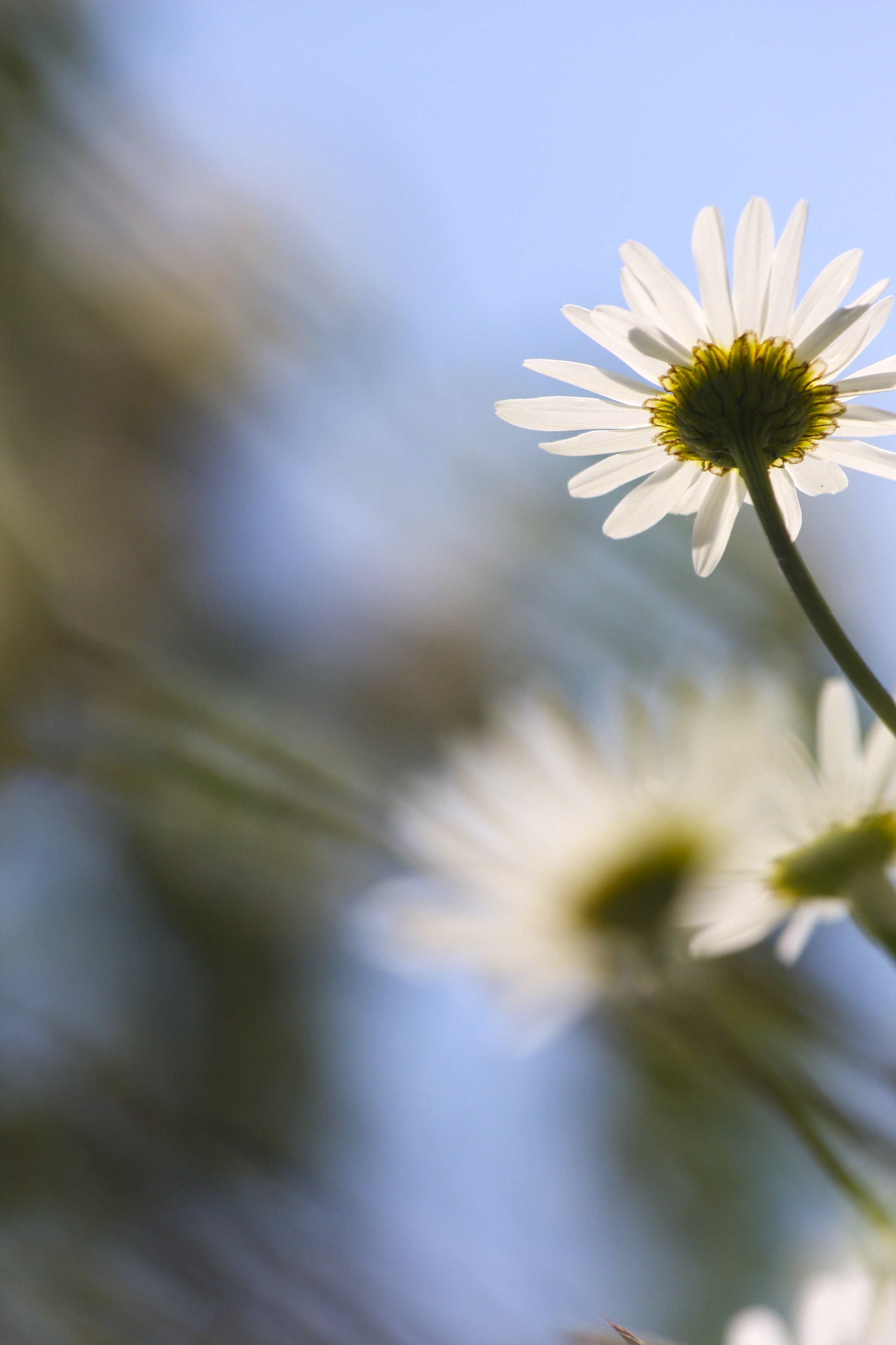 Några prästkragar fotograferade underifrån mot blå himmel.