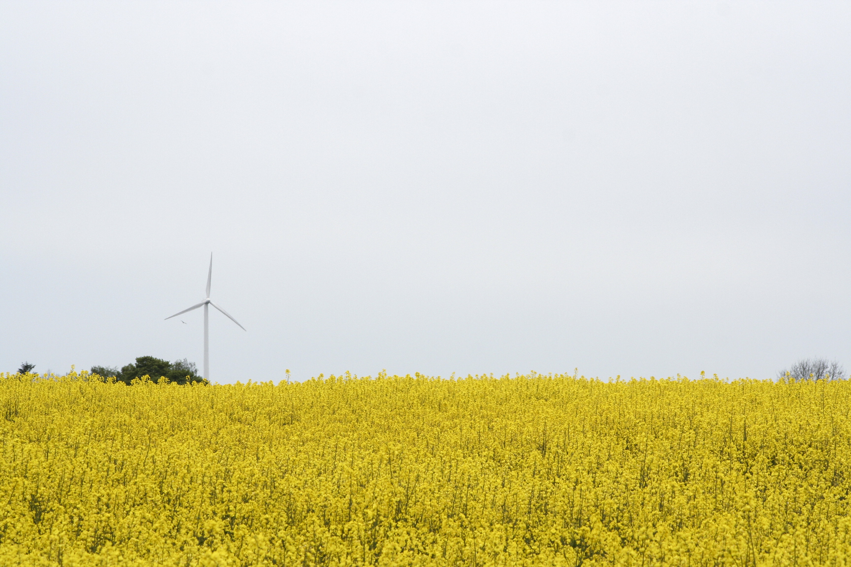 Ett rapsfält i blom och ett vindkraftsverk i bakgrunden.