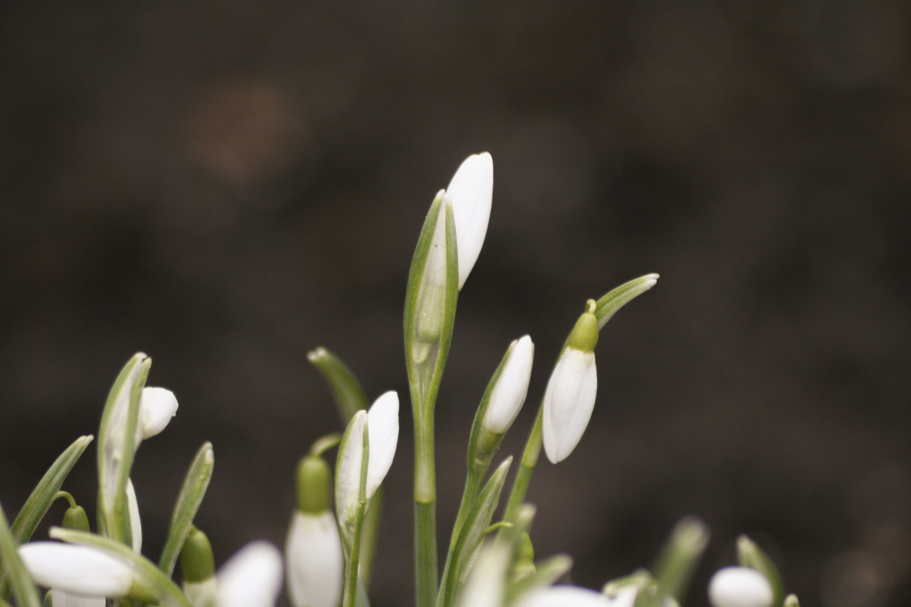 Närbild på några snödroppar.