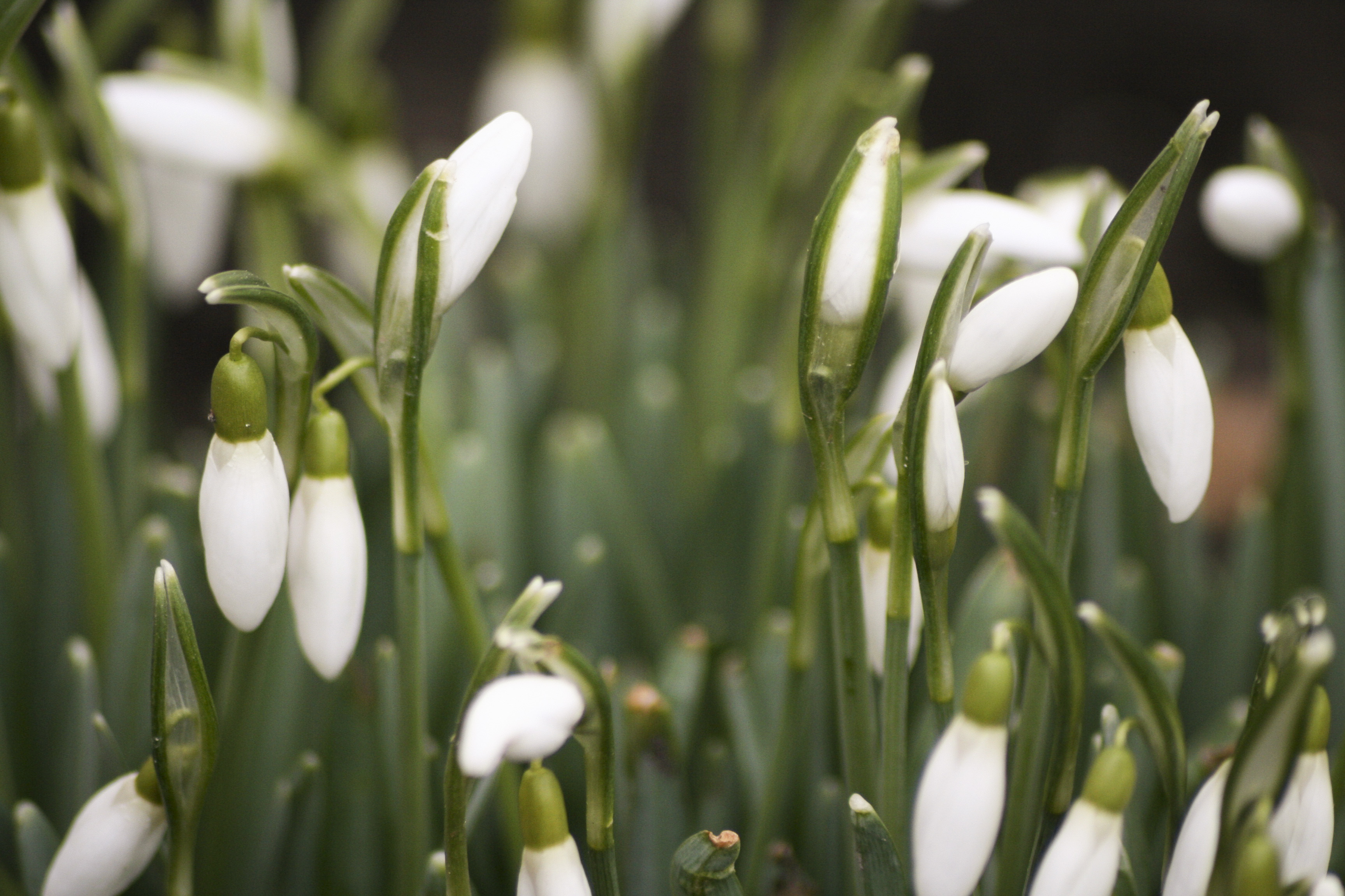 Närbild på snödroppar.