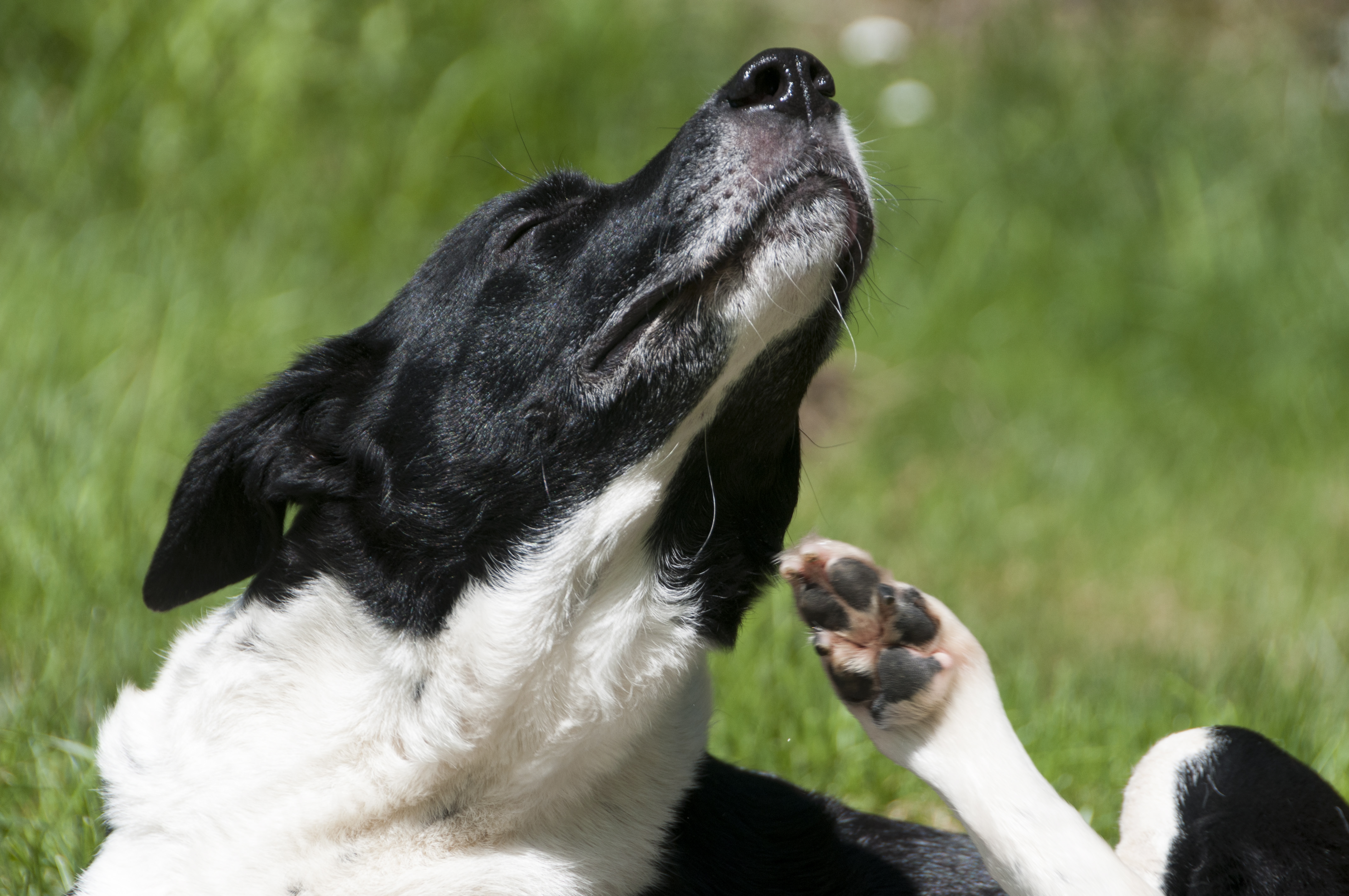 En hund ligger i gräset och kliar sig bakom örat.