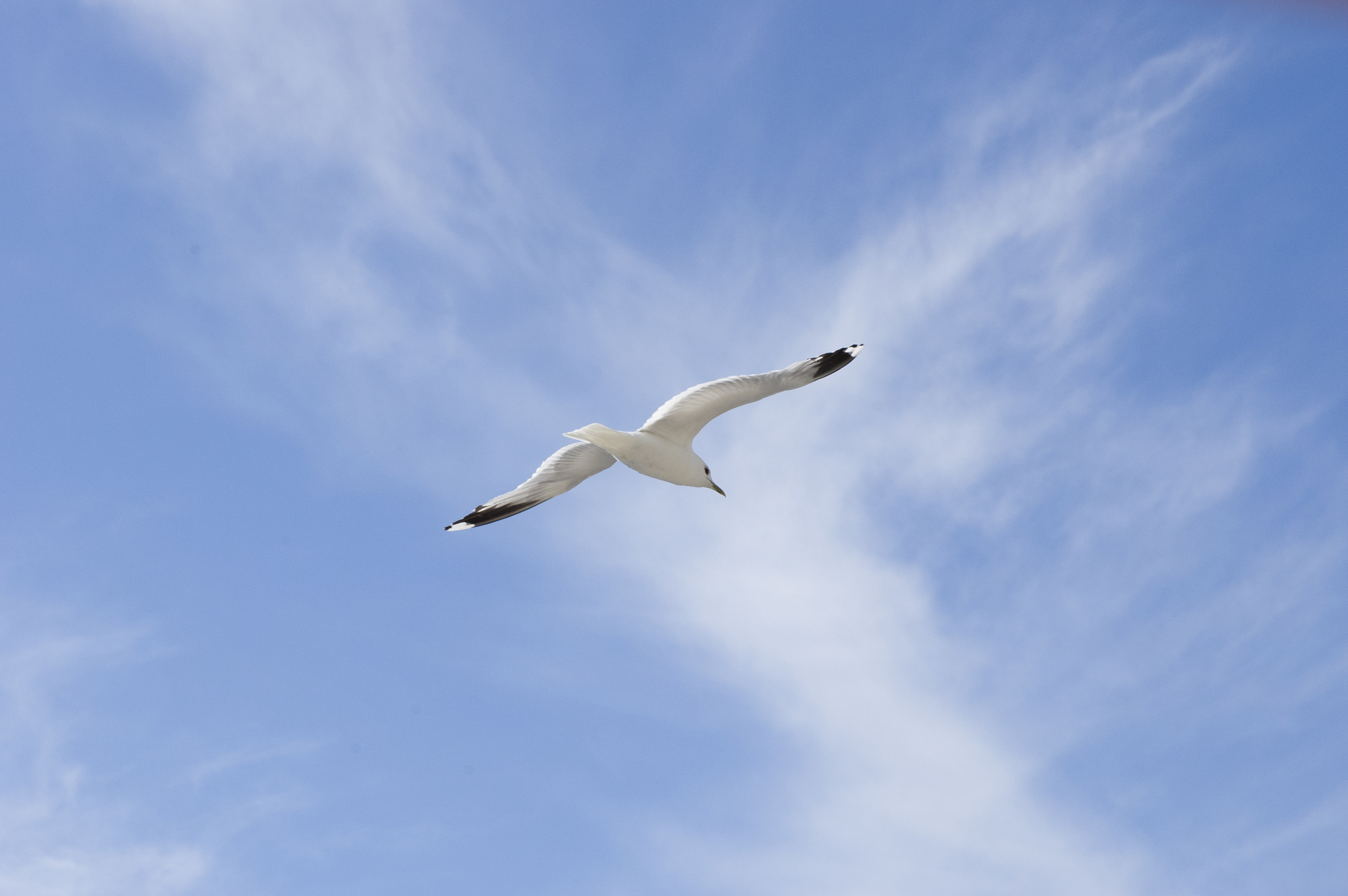 En fiskmås mot blå himmel.