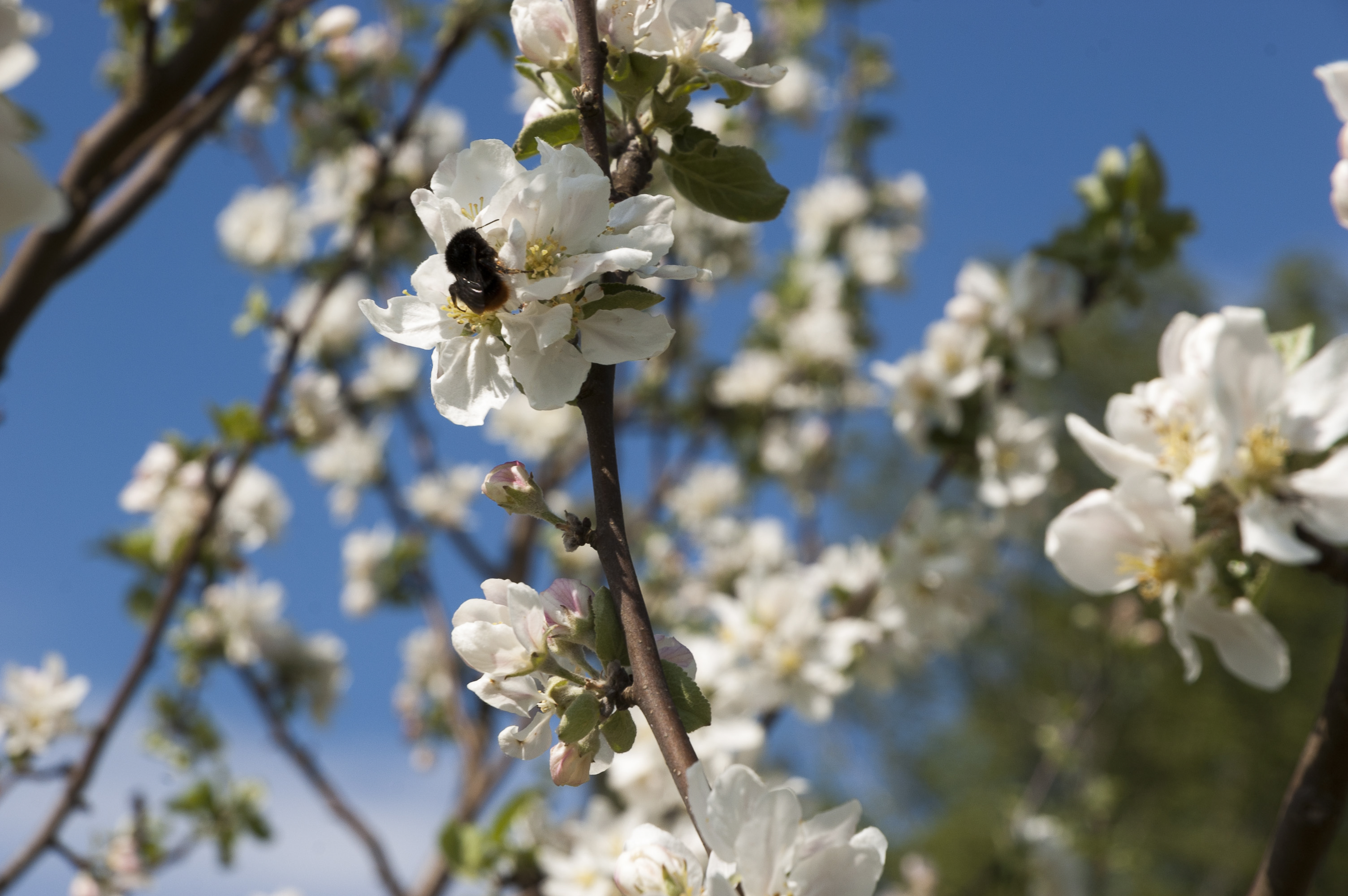 Kvistar med vita äppelblommor. En humla sitter i en blomma.