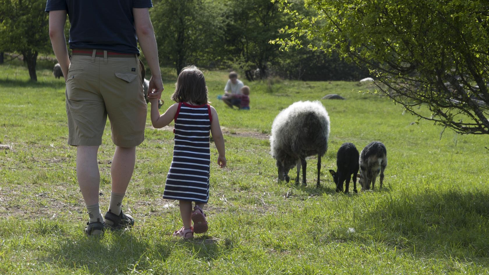 En pappa och dotter går hand i hand i en fårhage.