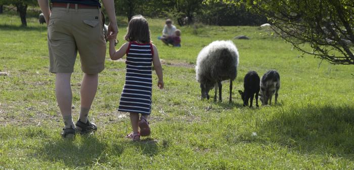 En pappa och dotter går hand i hand i en fårhage.