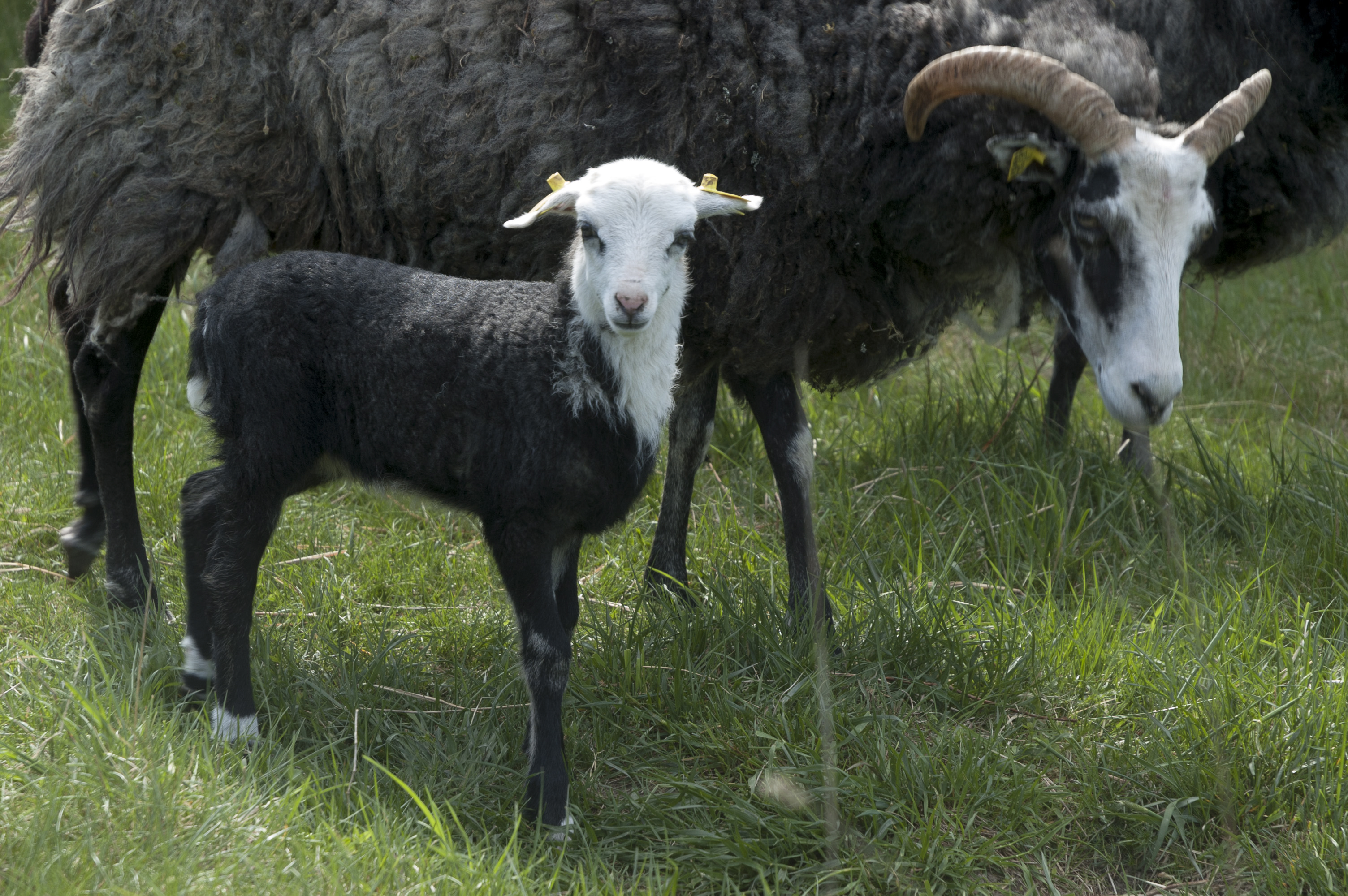 Ett får och ett lamm går i gräset.