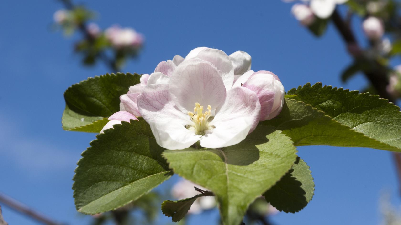Närbild på rosa äppelblommor.