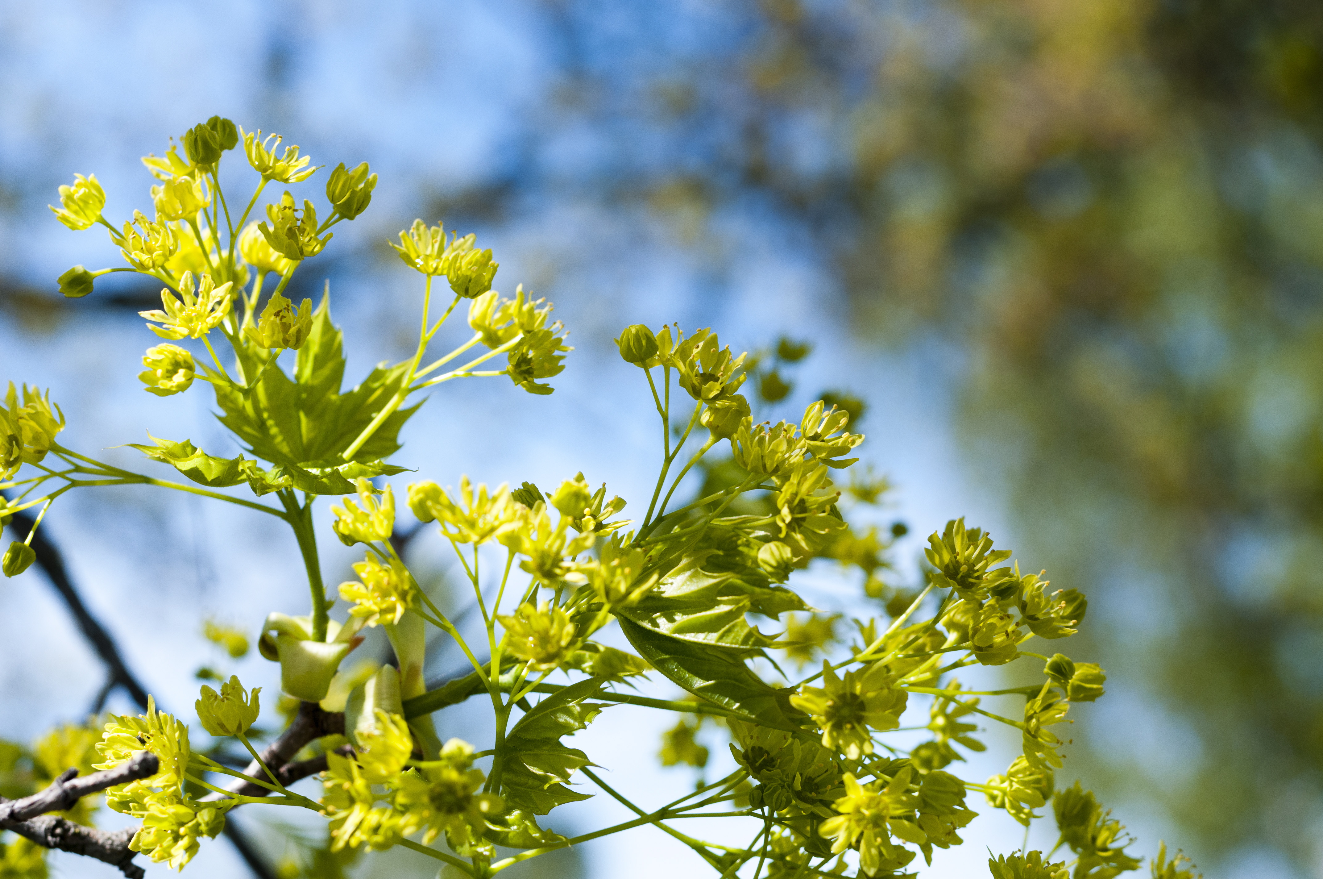 Närbild på en växt.