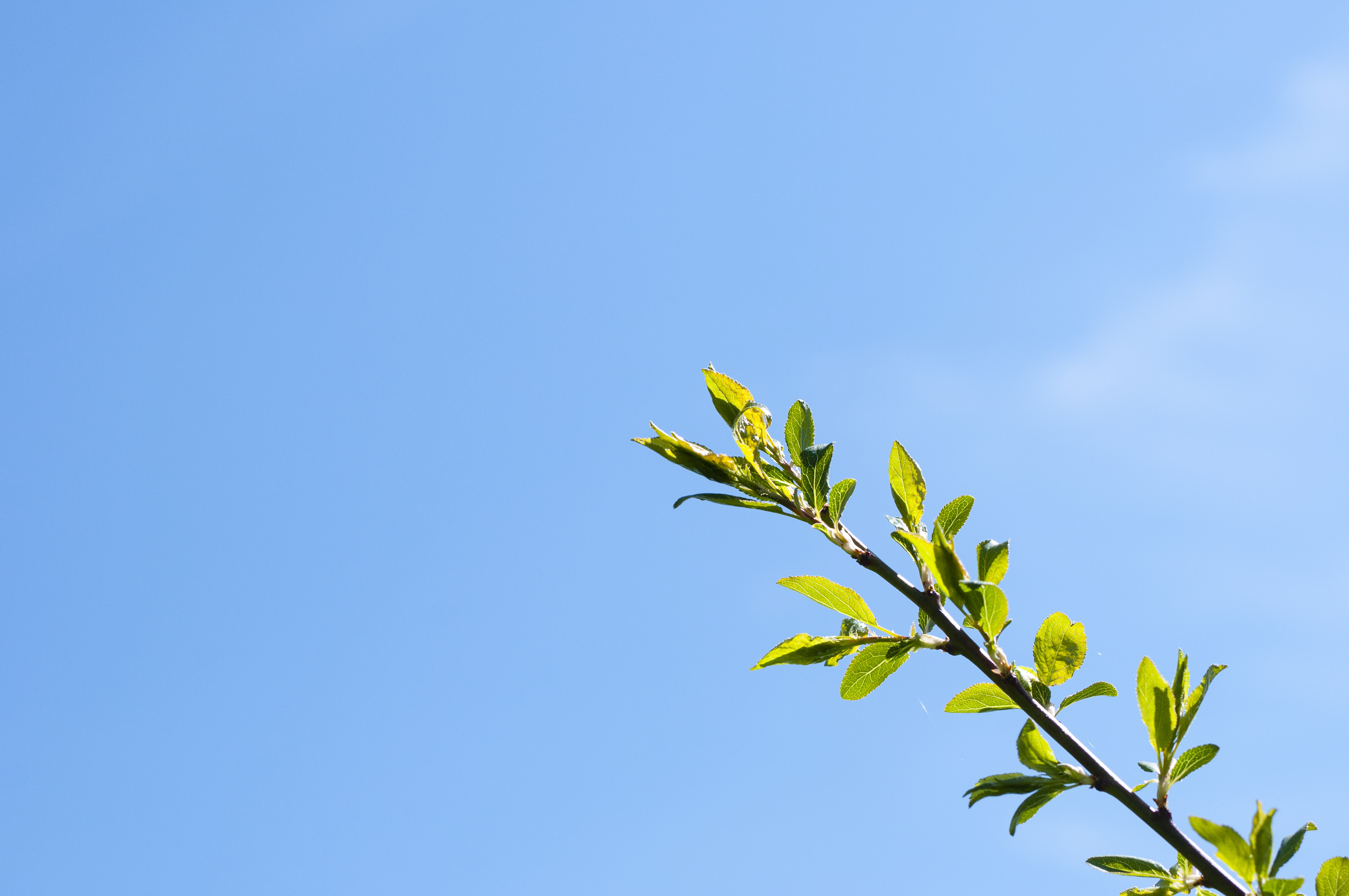 En kvist med gröna blad mot blå himmel.