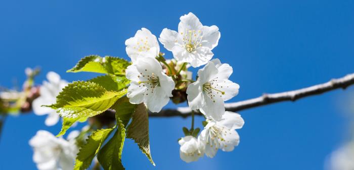 Äppelblommor