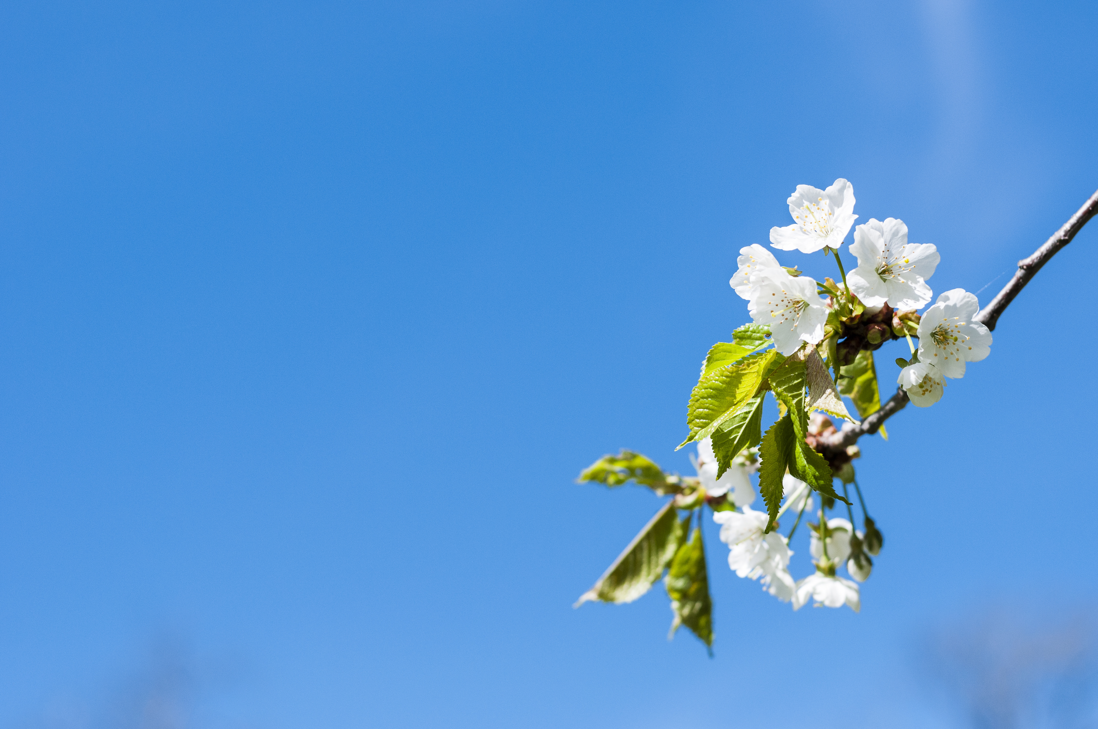 Kvist med äppelblommor mot blå himmel.