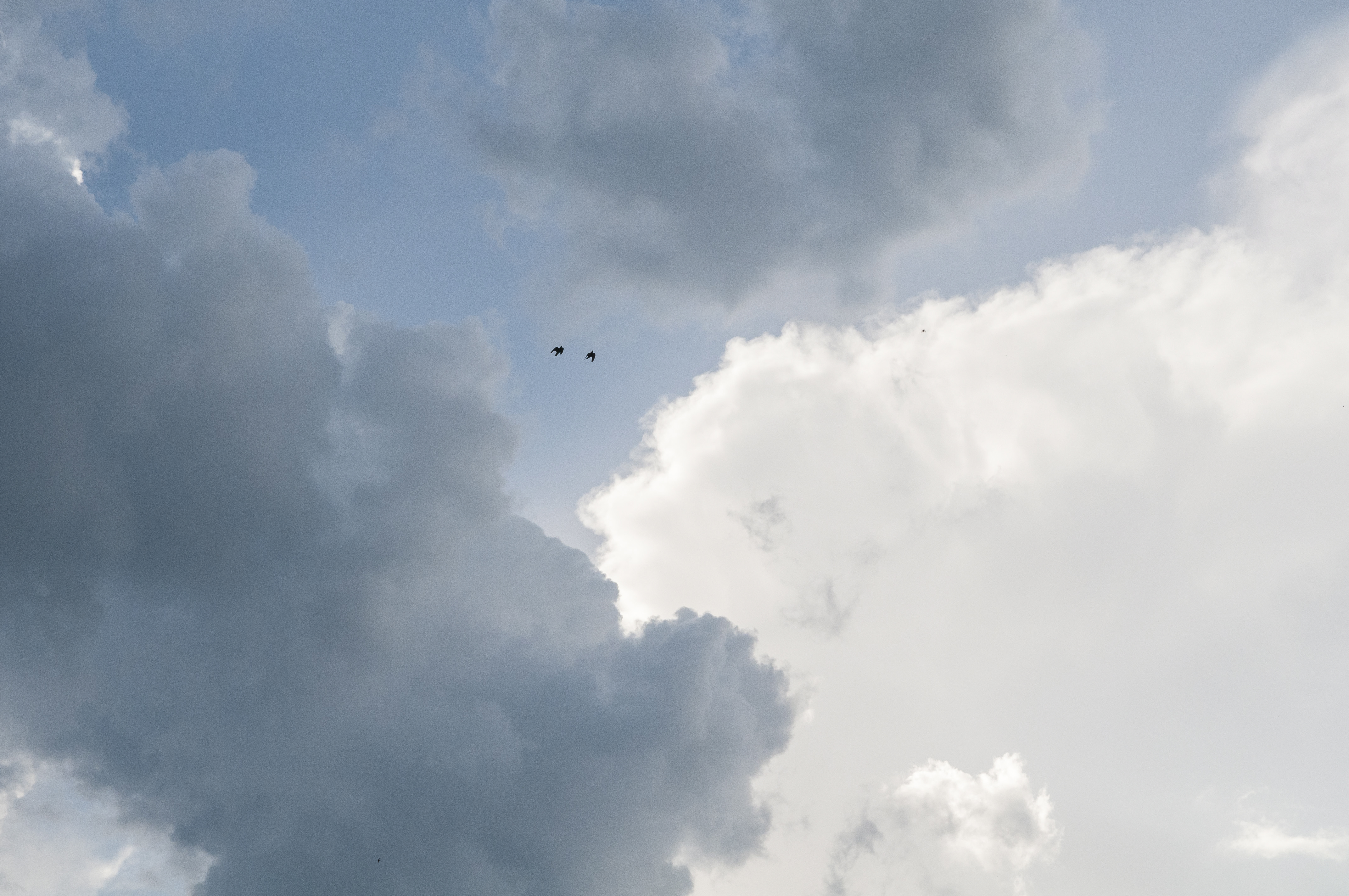 Två svarta fåglar flyger högt uppe i skyn mot en molnig himmel.