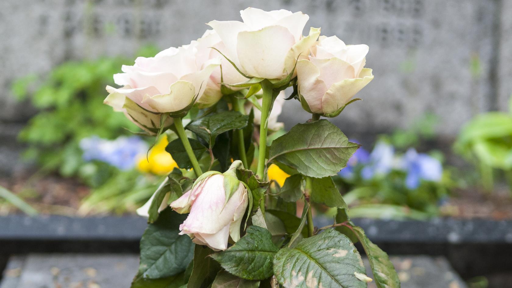 En bukett vita rosor på en grav.