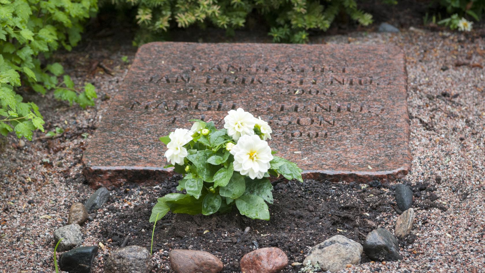 Vita planterade blommor på en grav.