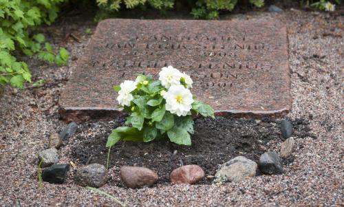 Vita planterade blommor på en grav.