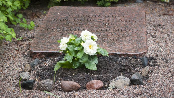 Vita planterade blommor på en grav.