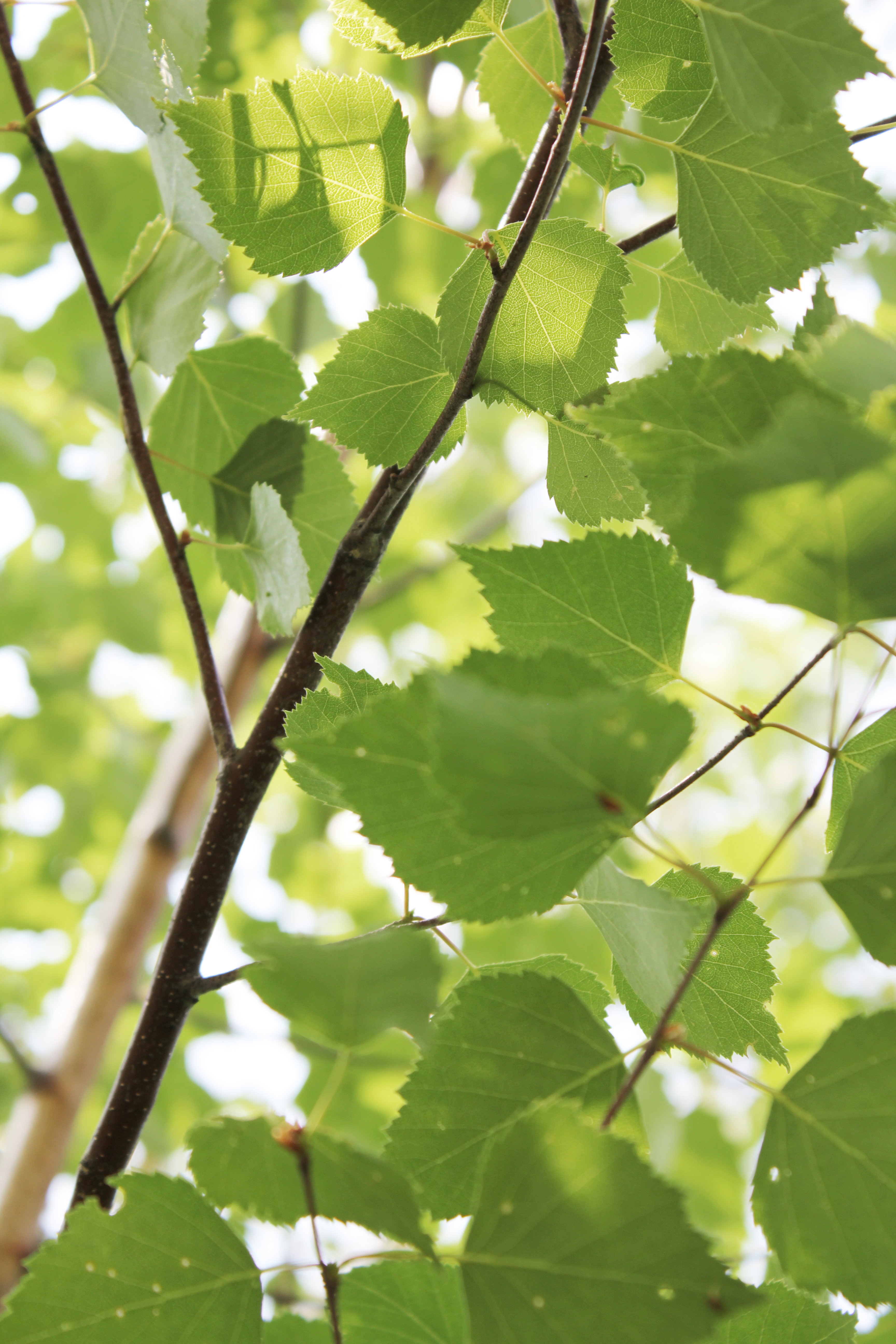 Närbild på björkkvistar.