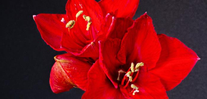 Röd amaryllis mot svart bakgrund.