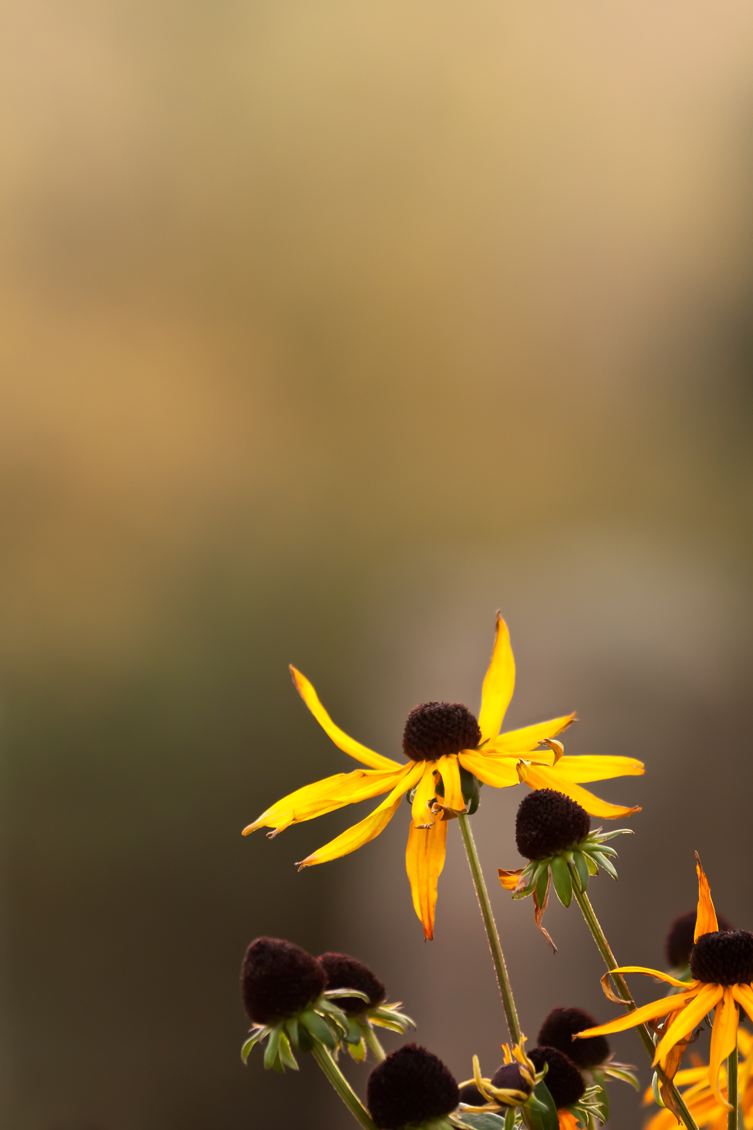 En gul blomma med två kronblad som sträcker sig mot himlen.