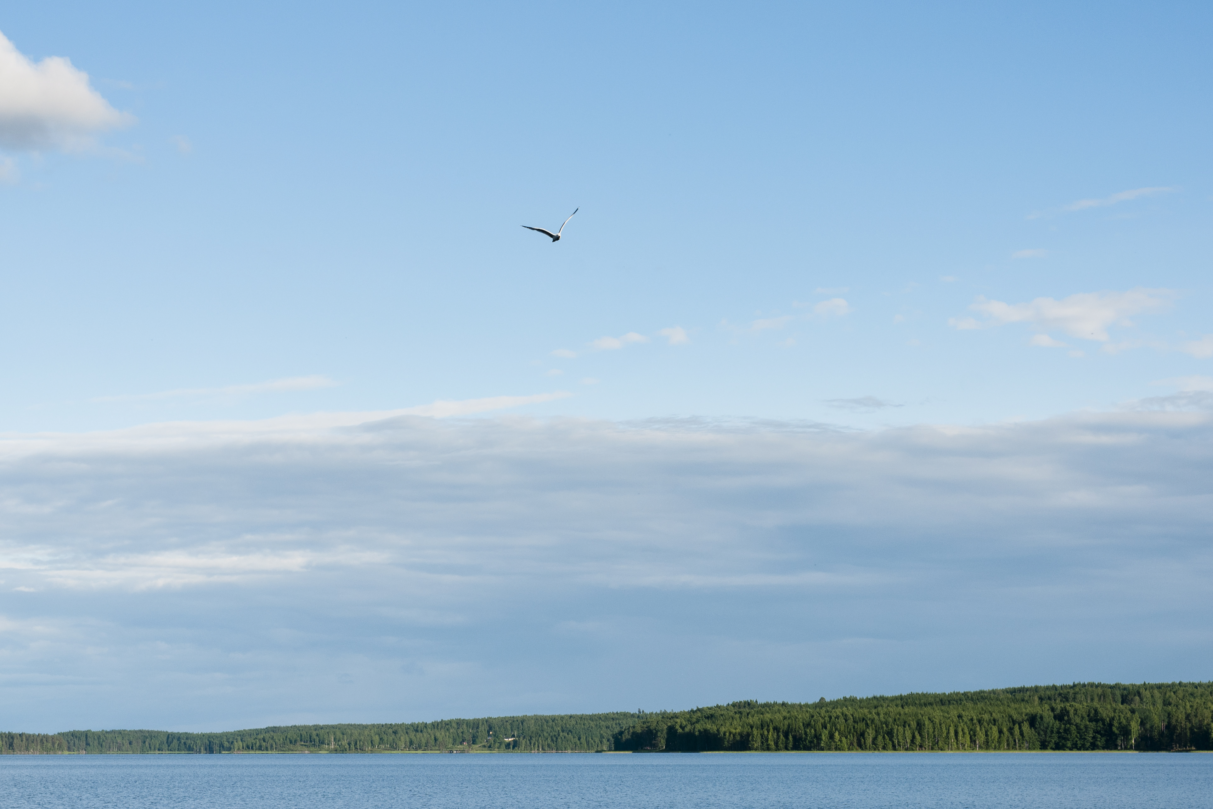 En fiskmås flyger över vattnet.