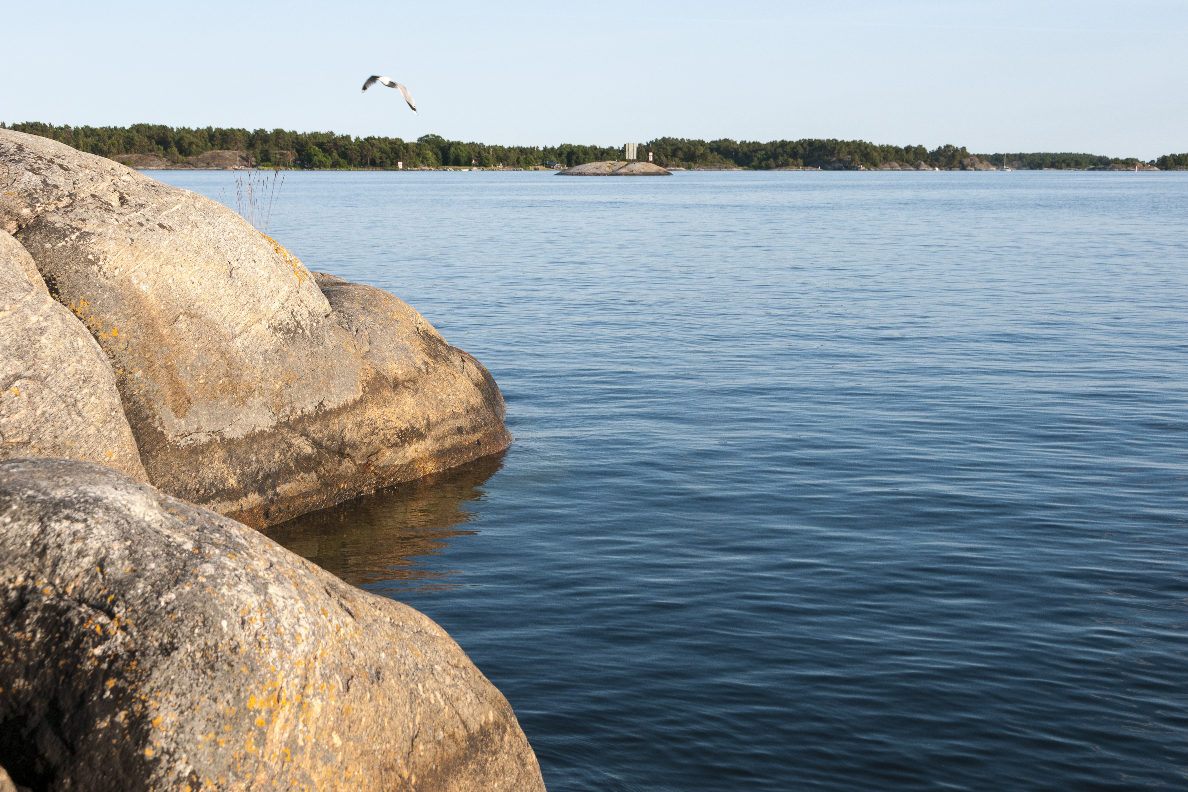 En fiskmås flyger över några klippor vid vattnet.