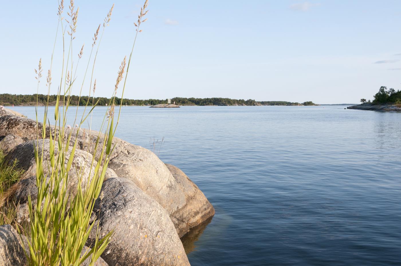 Några grässtrån på en klippa vid vattnet.