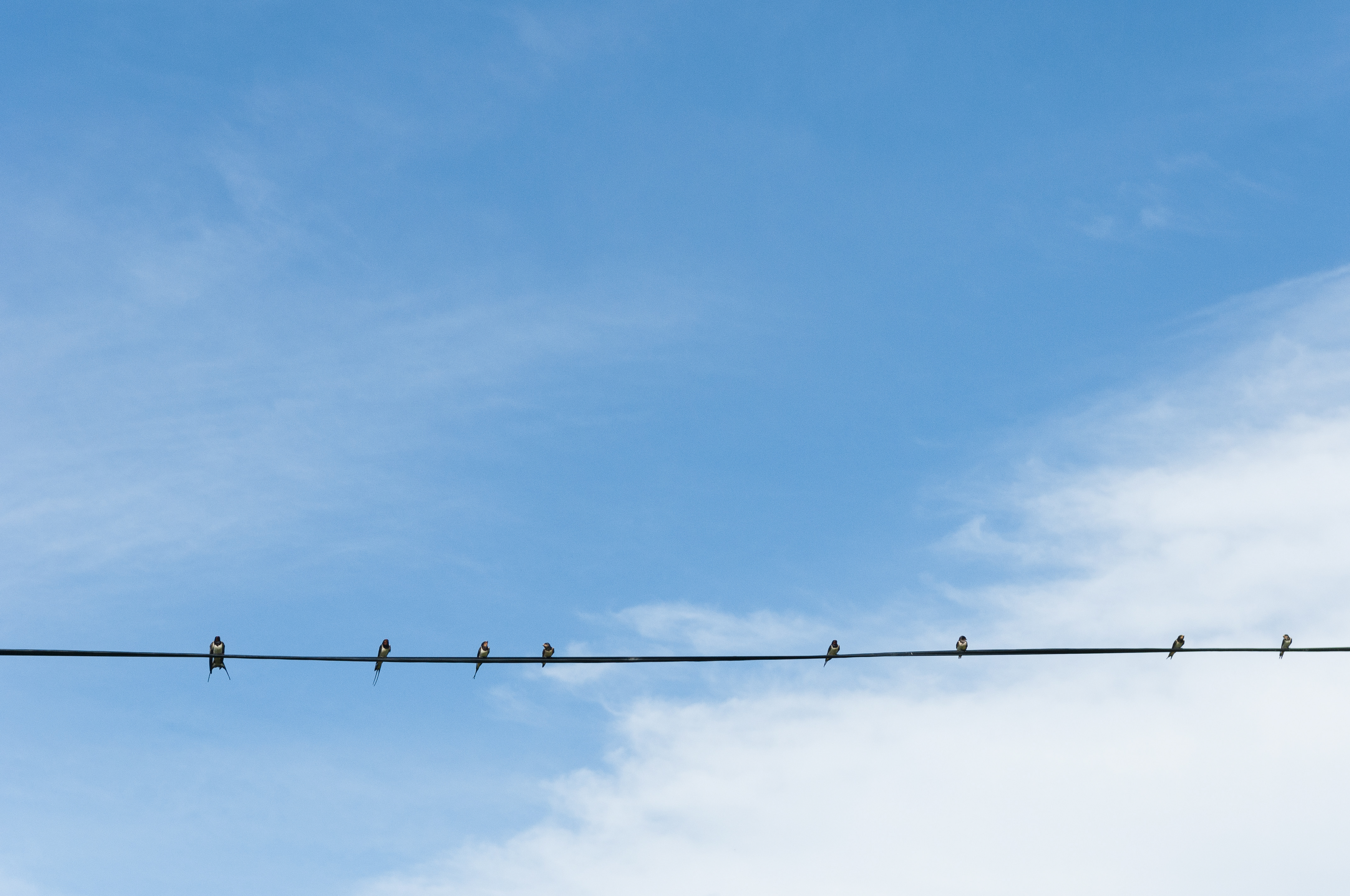 Svalor sitter på en telefontråd mot blå himmel.