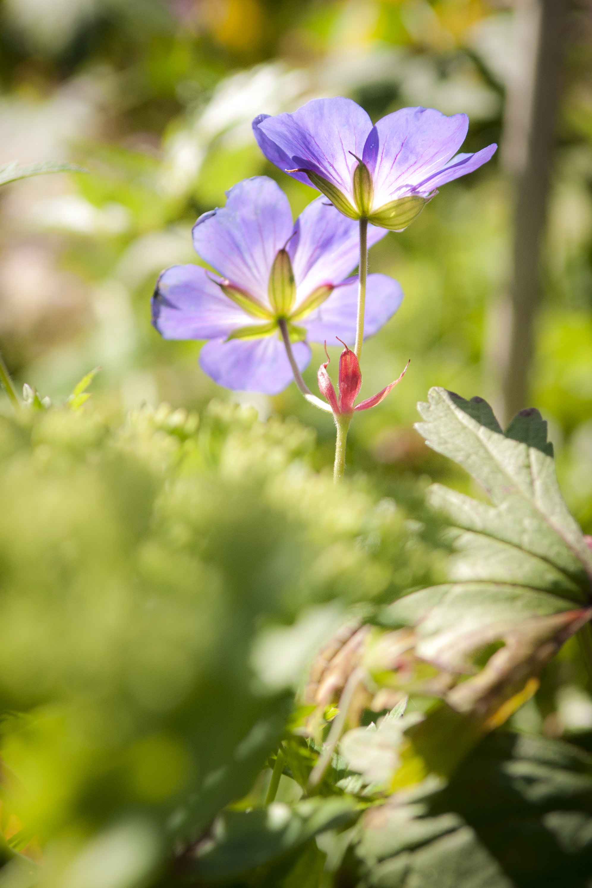 Två lila blommor bakom annan växtlighet.