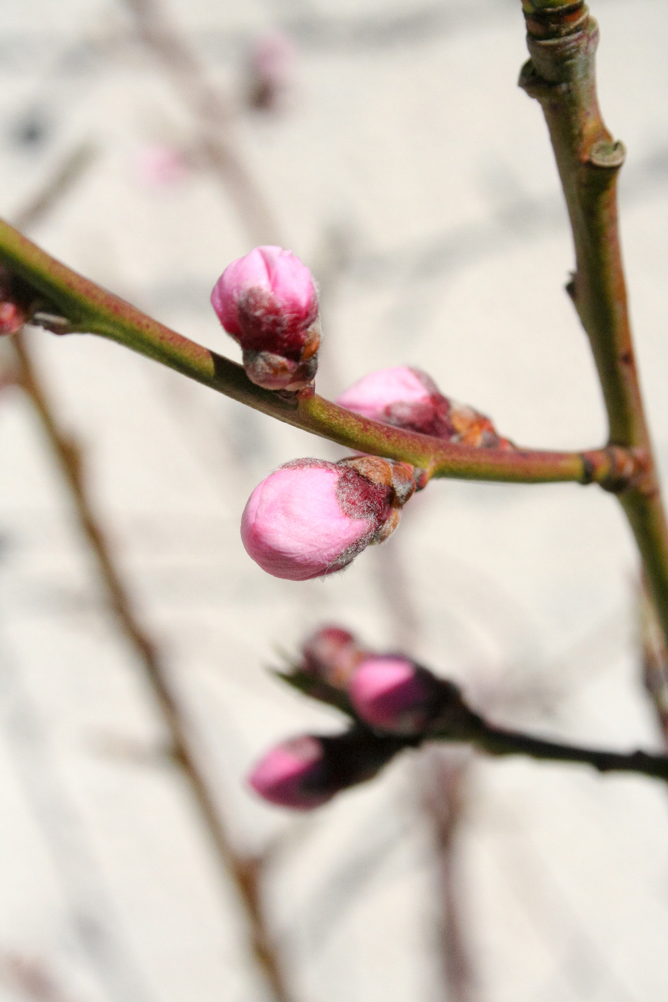 Närbild på några rosa knoppar på en kvist.