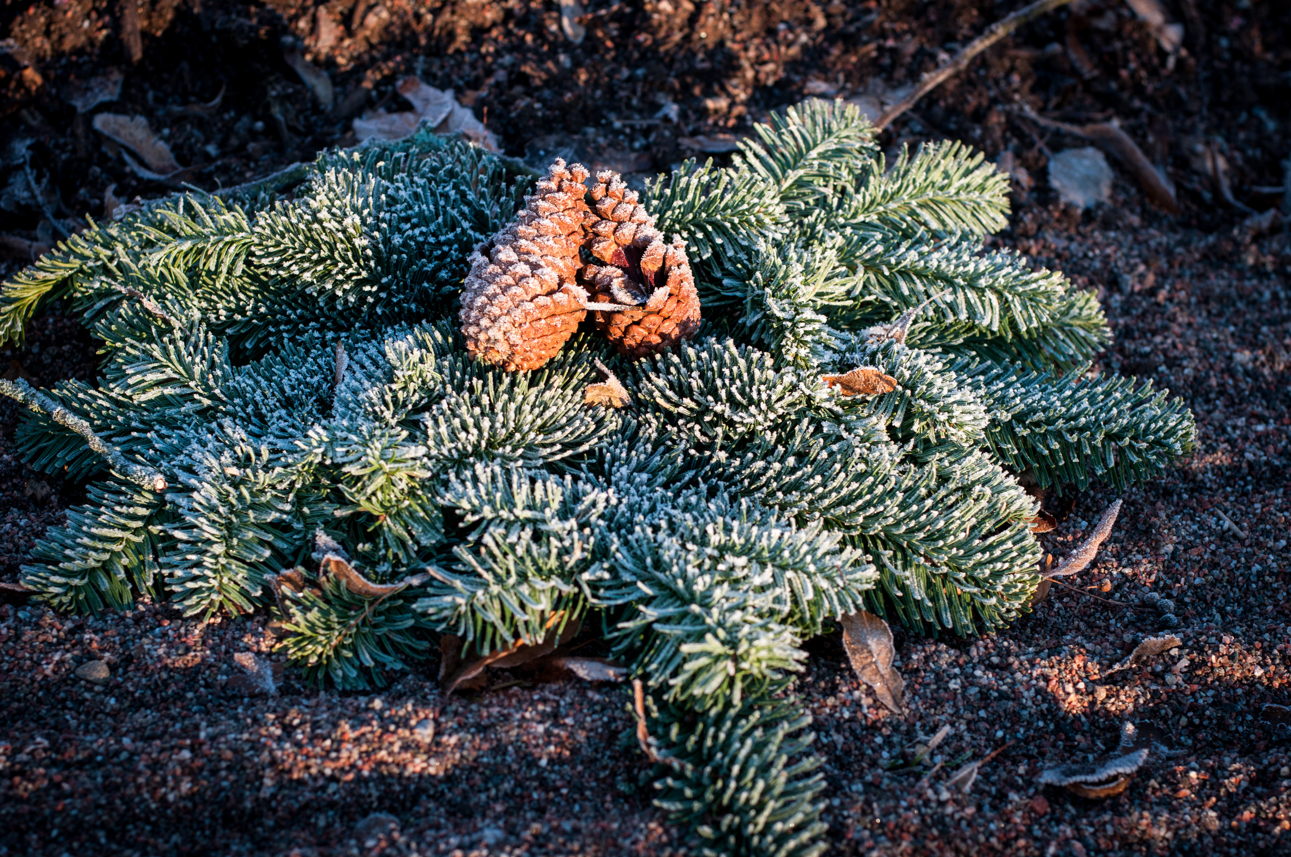 En frostig krans med ris och kottar ligger på en grav.