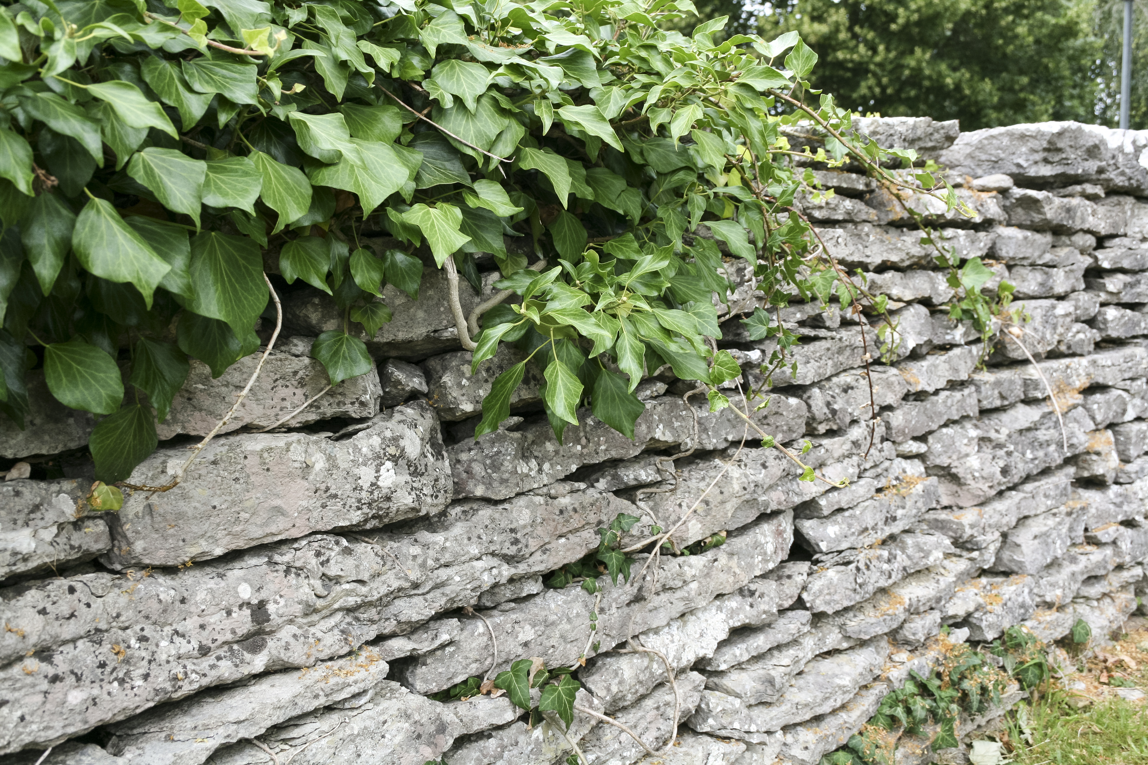 Grönska på en stenmur.