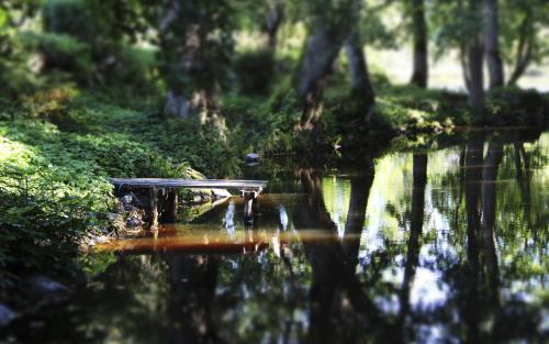 En liten brygga vid ett vattendrag i en skog.