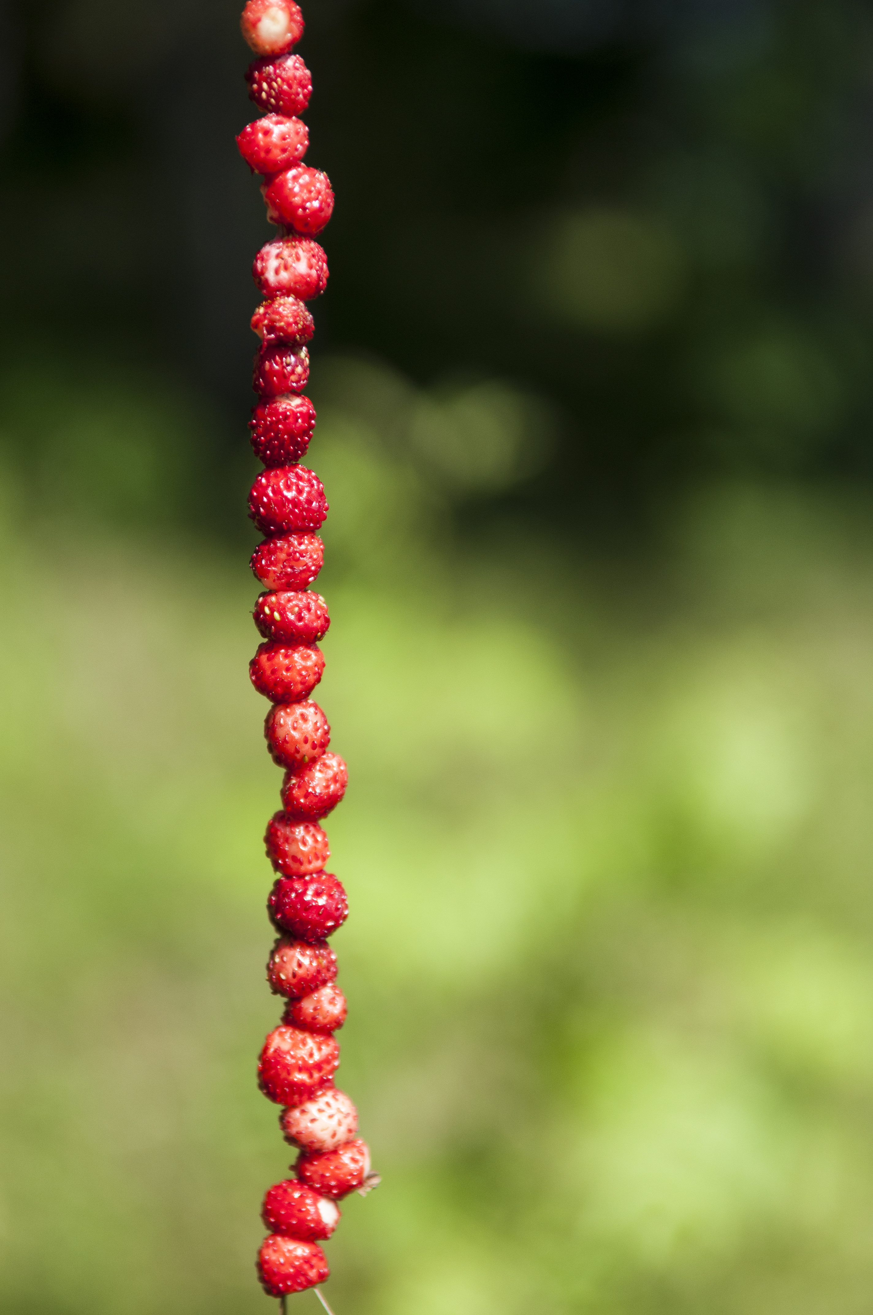 Smultron på ett strå.