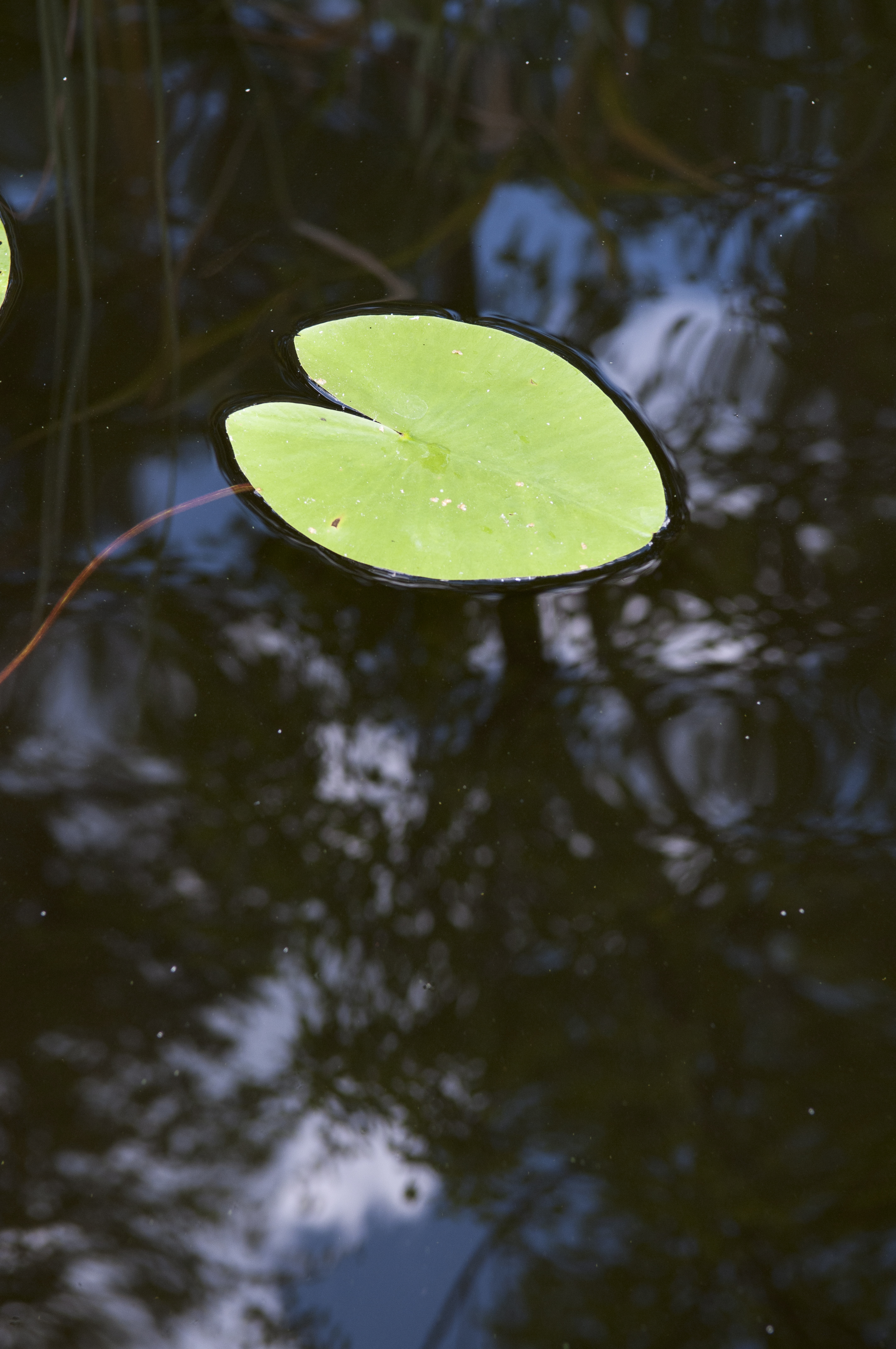 Ett näckrosblad i vattnet.