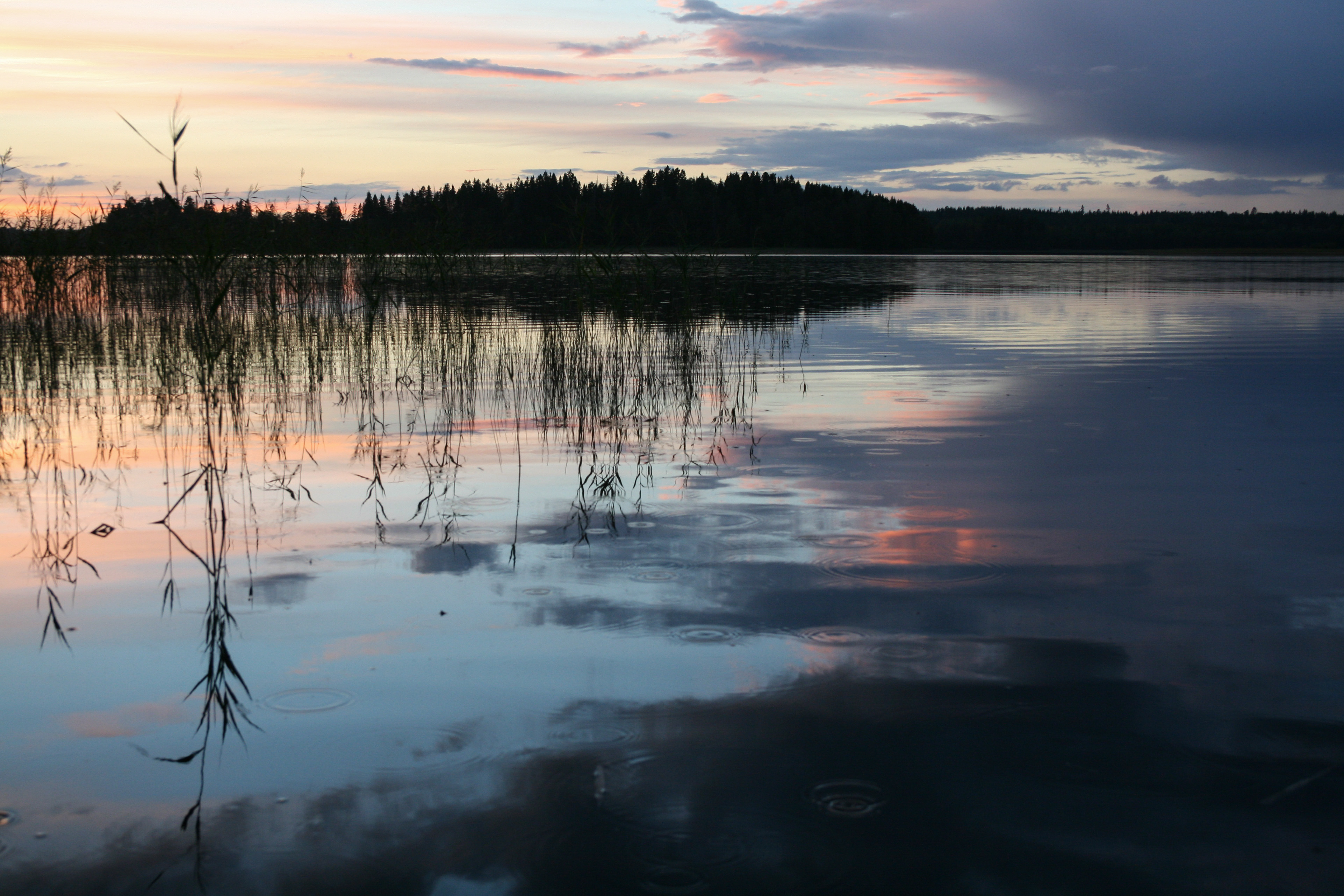 Vass som reflekteras i stilla vatten i solnedgången.
