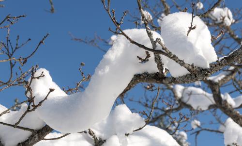 Snötäckta kvistar mot blå himmel.