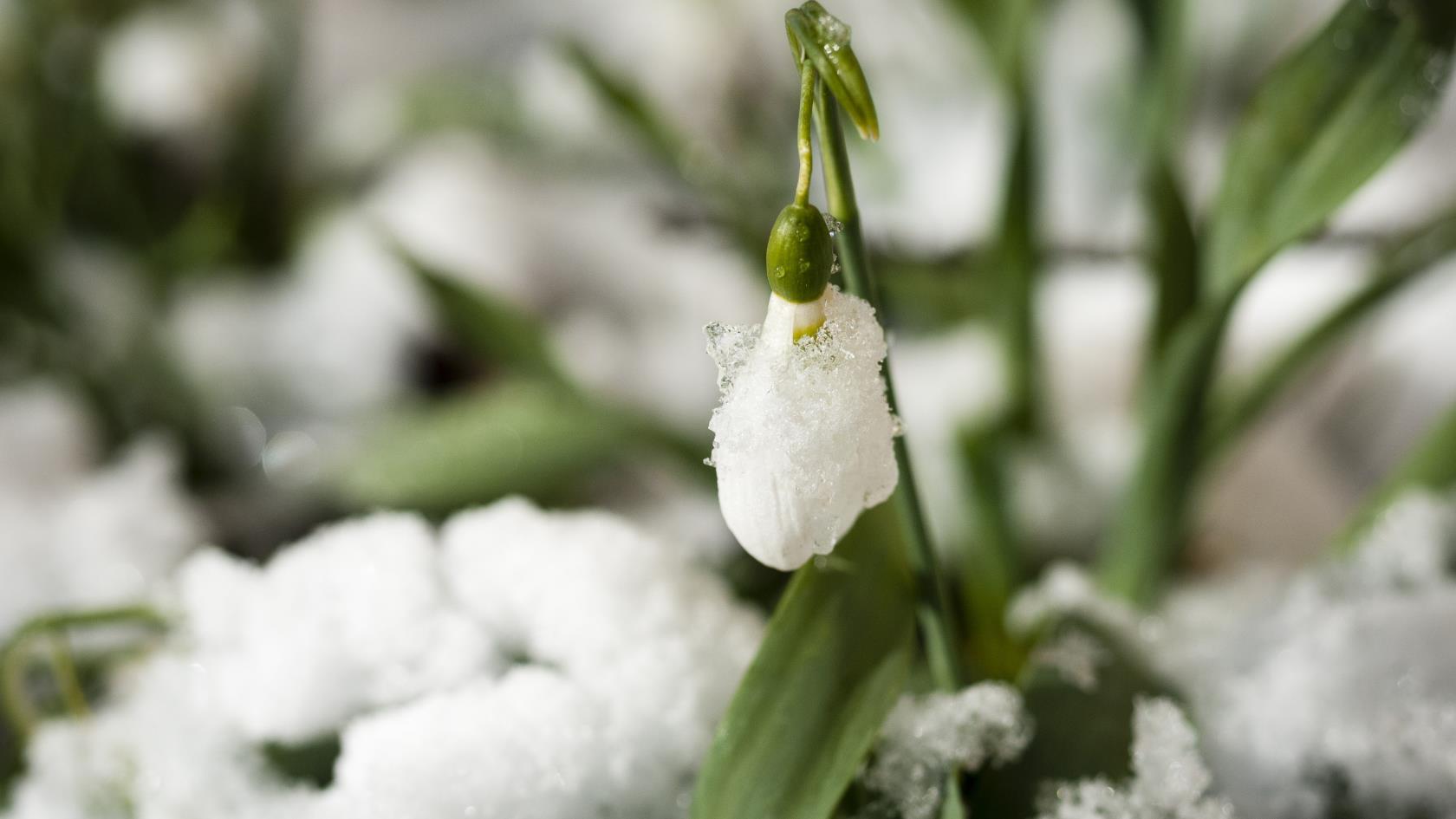 Närbild på en snödroppe i snön.