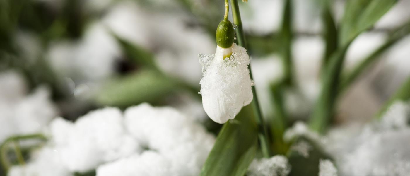 Närbild på en snödroppe i snön.